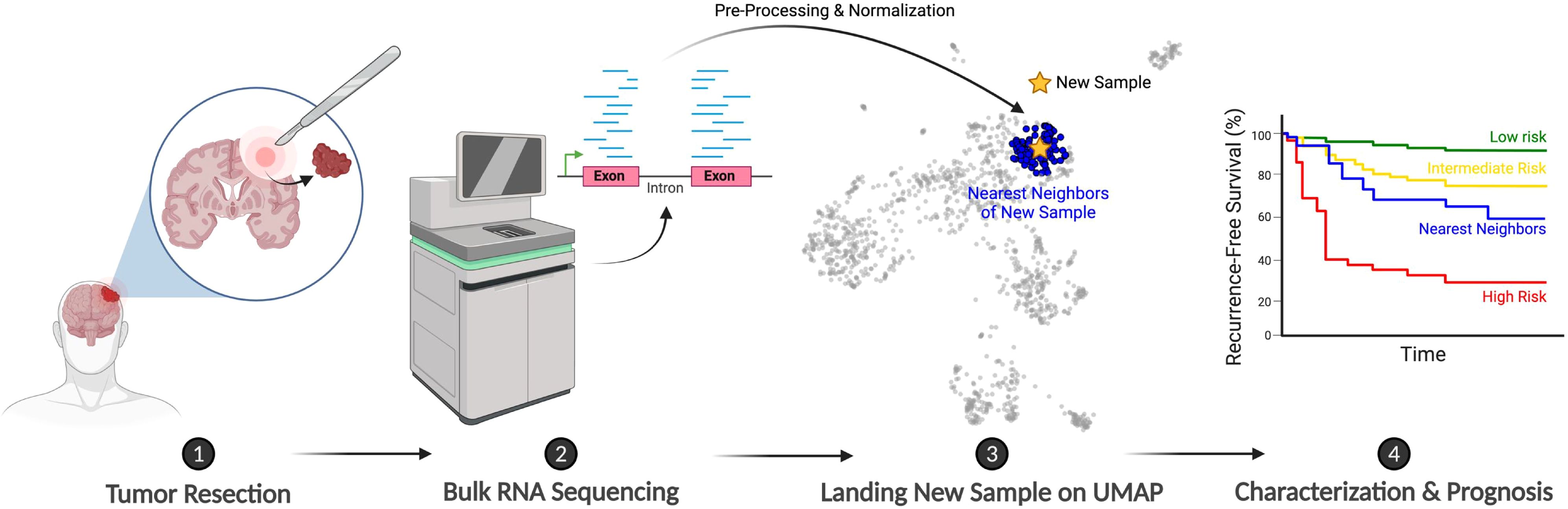 Illustration of a four-step process. Step one shows tumor resection from a brain. Step two involves bulk RNA sequencing displayed by a machine and exon-intron structure. Step three features a UMAP plot with a new sample marked among nearest neighbors. Step four includes a survival graph showing recurrence-free survival rates over time, with lines representing low, intermediate, nearest neighbors, and high risk.