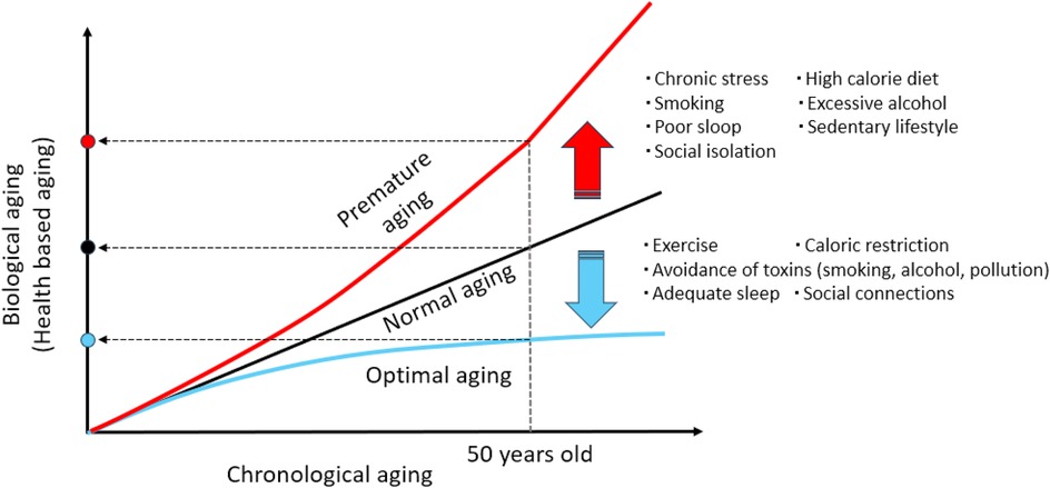 Line graph showing the relationship between chronological aging and biological aging. Three lines represent different aging patterns: premature aging, normal aging, and optimal aging. Factors like chronic stress, smoking, and high-calorie diet are linked to premature aging, while exercise, caloric restriction, and social connections relate to optimal aging. The graph includes arrows indicating the influence of negative and positive lifestyle choices on biological aging.