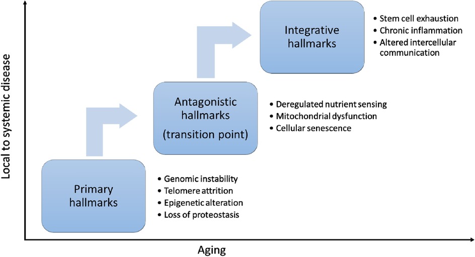 Flowchart illustrating the progression of aging from local to systemic disease. Three stages are depicted: Primary hallmarks (genomic instability, telomere attrition, epigenetic alterations, loss of proteostasis), Antagonistic hallmarks (deregulated nutrient sensing, mitochondrial dysfunction, cellular senescence), and Integrative hallmarks (stem cell exhaustion, chronic inflammation, altered intercellular communication). Arrows indicate progression from Primary to Antagonistic and then to Integrative hallmarks.