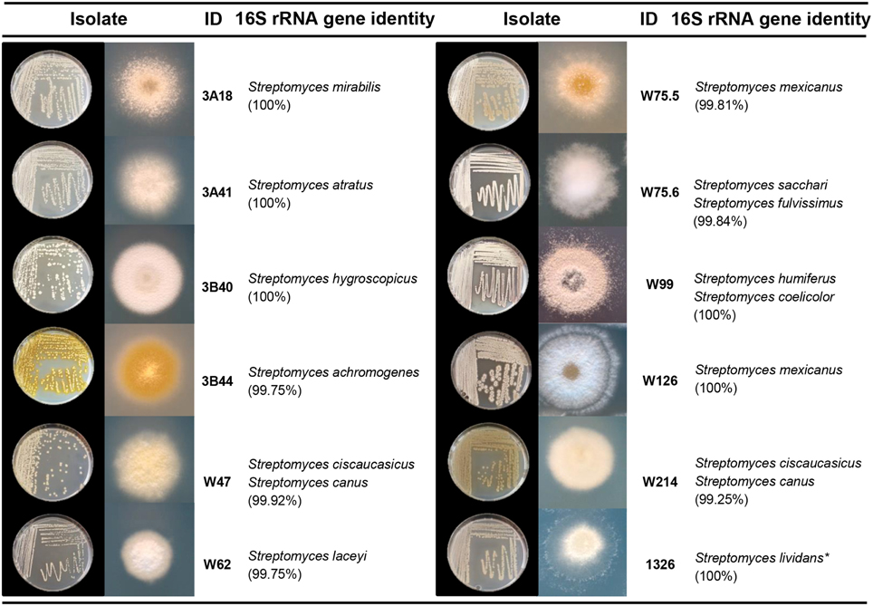 Petri Dish Bacteria Identification Chart