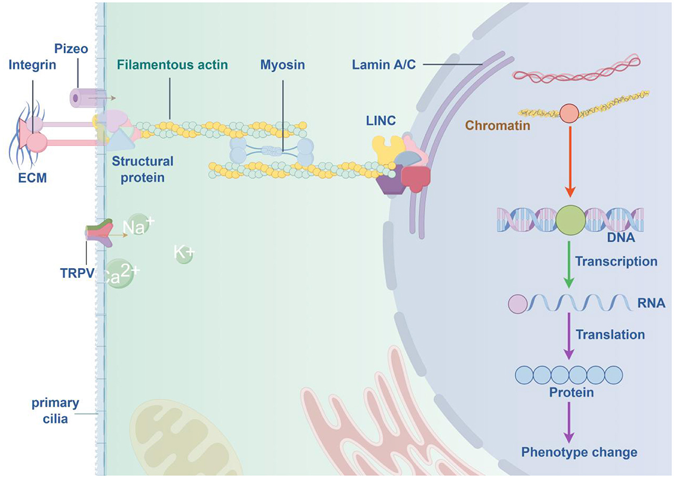 Diagram illustrating the pathway from the extracellular matrix (ECM) through the cell membrane to the nucleus. Key components include Integrin, Pizeo, TRPV channels, primary cilia, and structural proteins like filamentous actin and myosin. The LINC complex connects to lamin A/C and chromatin. The pathway shows DNA transcription, RNA translation, and protein synthesis, leading to phenotype change.