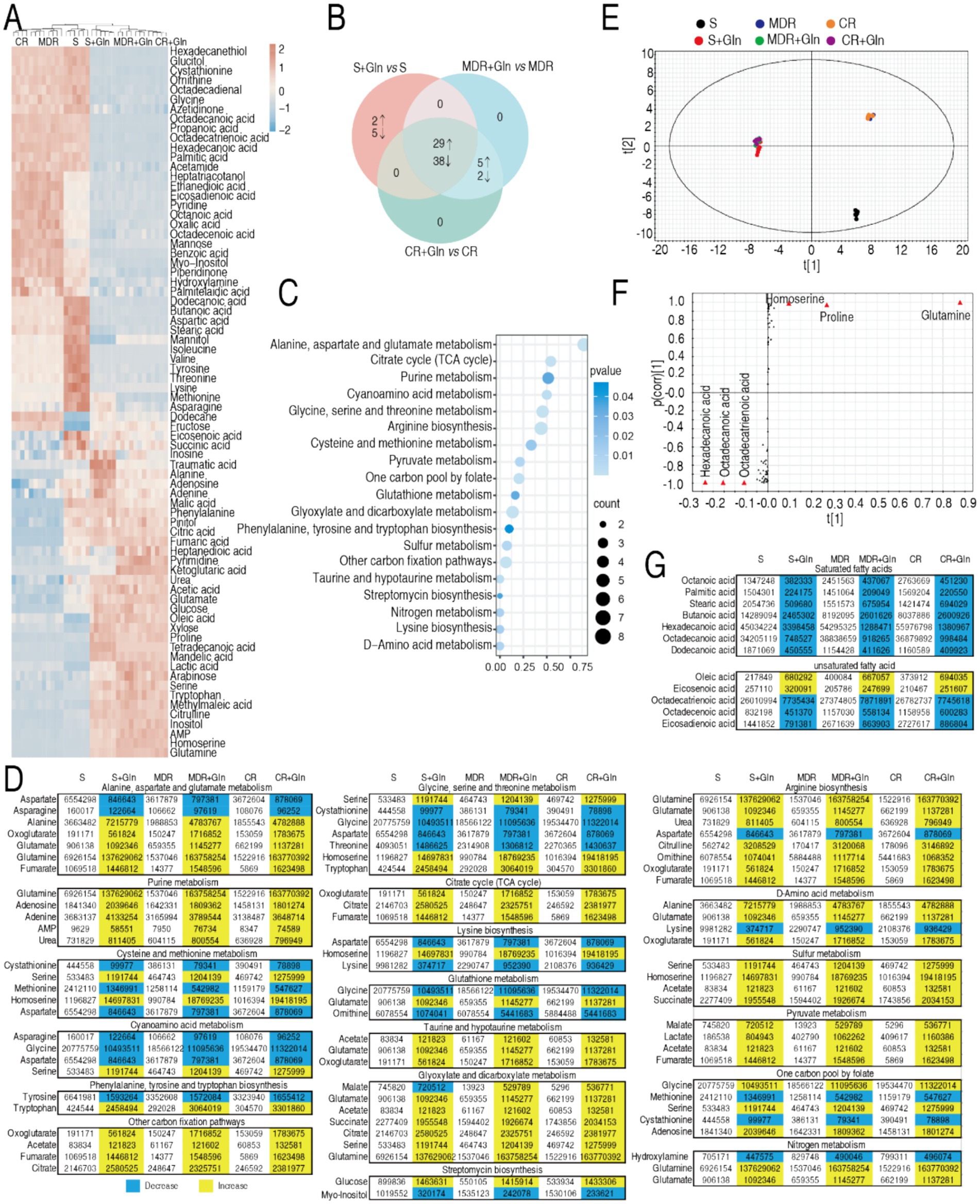 A composite image featuring various metabolic analysis charts and tables. Panel A shows a heatmap with color-coded metabolite levels. B presents a Venn diagram comparing different conditions. C is a dot plot representing metabolic pathways, with dot size indicating count and color indicating p-value. D and G contain tables with numerical data highlighting differences in metabolic components across conditions. E is a scatter plot for metabolite data distribution, and F is a volcano plot identifying significant metabolites like proline and glutamine. Conditions compared include S, MDR, St-Gln, MDR-Gln, CR, and CR-Gln.