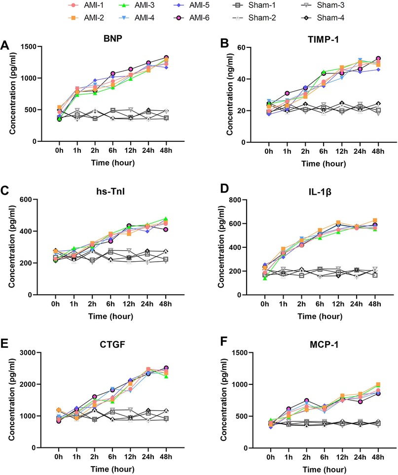 Six line graphs labeled A through F show concentration changes over time for different biomarkers: BNP, TIMP-1, hs-TnI, IL-1β, CTGF, and MCP-1. Each graph compares different groups: AMI-1 to AMI-6 and Sham-1 to Sham-4. AMI groups generally show higher concentrations over time compared to Sham groups. Time intervals range from 0 to 48 hours with measurements at 0, 1, 2, 6, 12, 24, and 48 hours. BNP and MCP-1 show significant increases for AMI groups, while other biomarkers exhibit moderate trends.