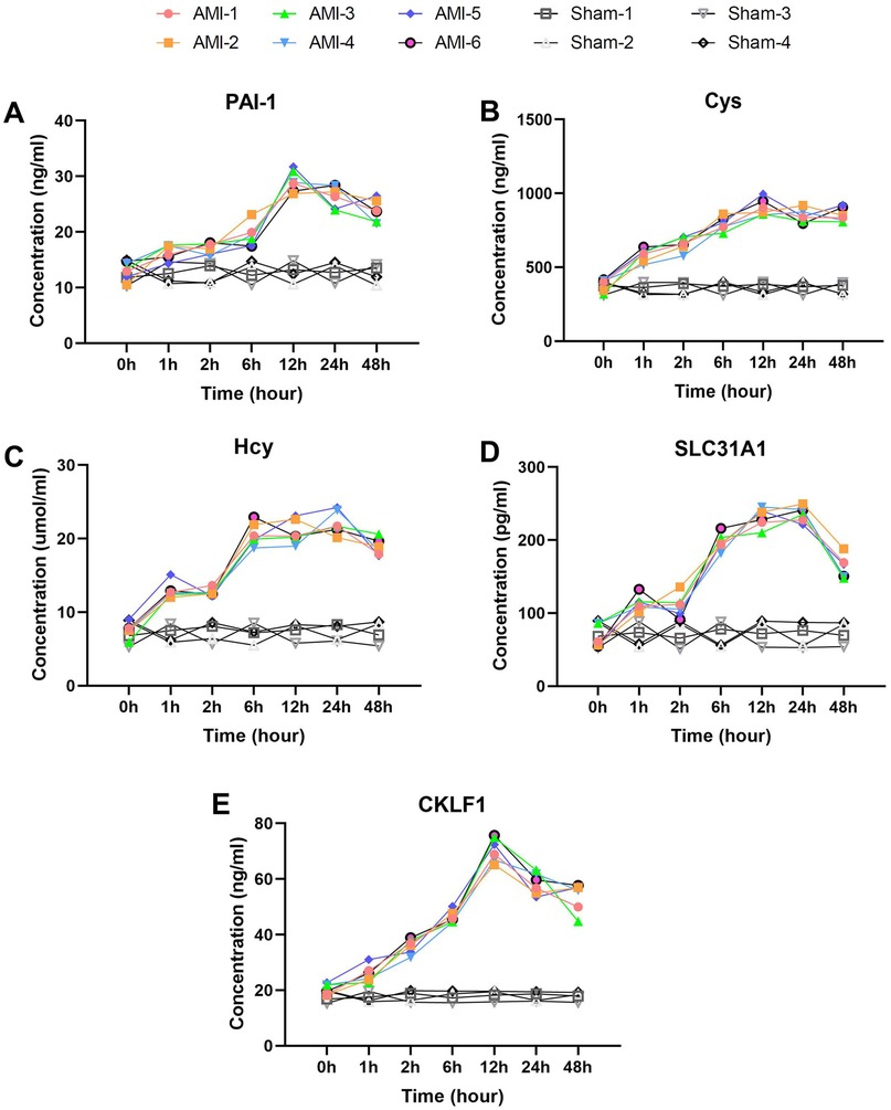 Line graphs display concentration changes over time for PAI-1, Cys, Hcy, SLC31A1, and CKLF1, indicating higher levels in AMI groups compared to Sham groups at various time points from 0 to 48 hours.