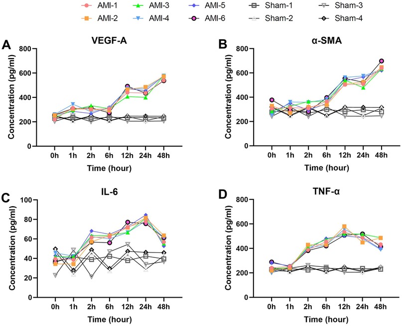 Line graphs labeled A to D show the concentration of four markers: VEGF-A, α-SMA, IL-6, and TNF-α over time (from 0 to 48 hours) for AMI and Sham groups. Each marker's graph displays varying concentrations, with AMI groups showing higher levels compared to Shams, especially after 12 and 24 hours. The graphs use different colored lines and symbols to differentiate between AMI and Sham subgroups.