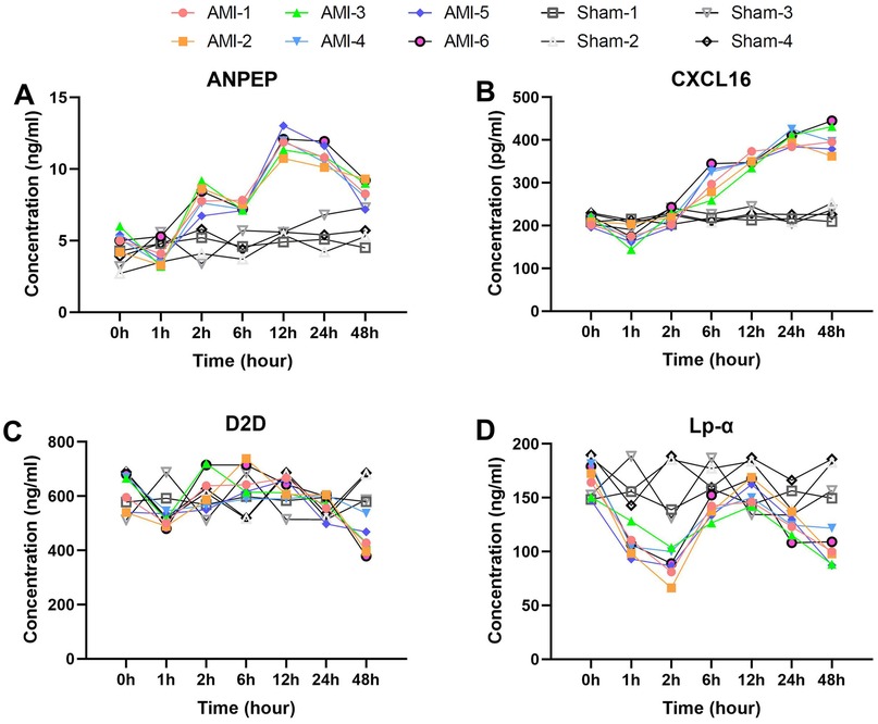 Line graphs A to D illustrate concentration changes over 48 hours for ANPEP, CXCL16, D2D, and Lp-α, respectively. AMI and Sham groups show varying patterns, with AMI usually trending higher in ANPEP and CXCL16. D2D and Lp-α display more irregular fluctuations across groups.