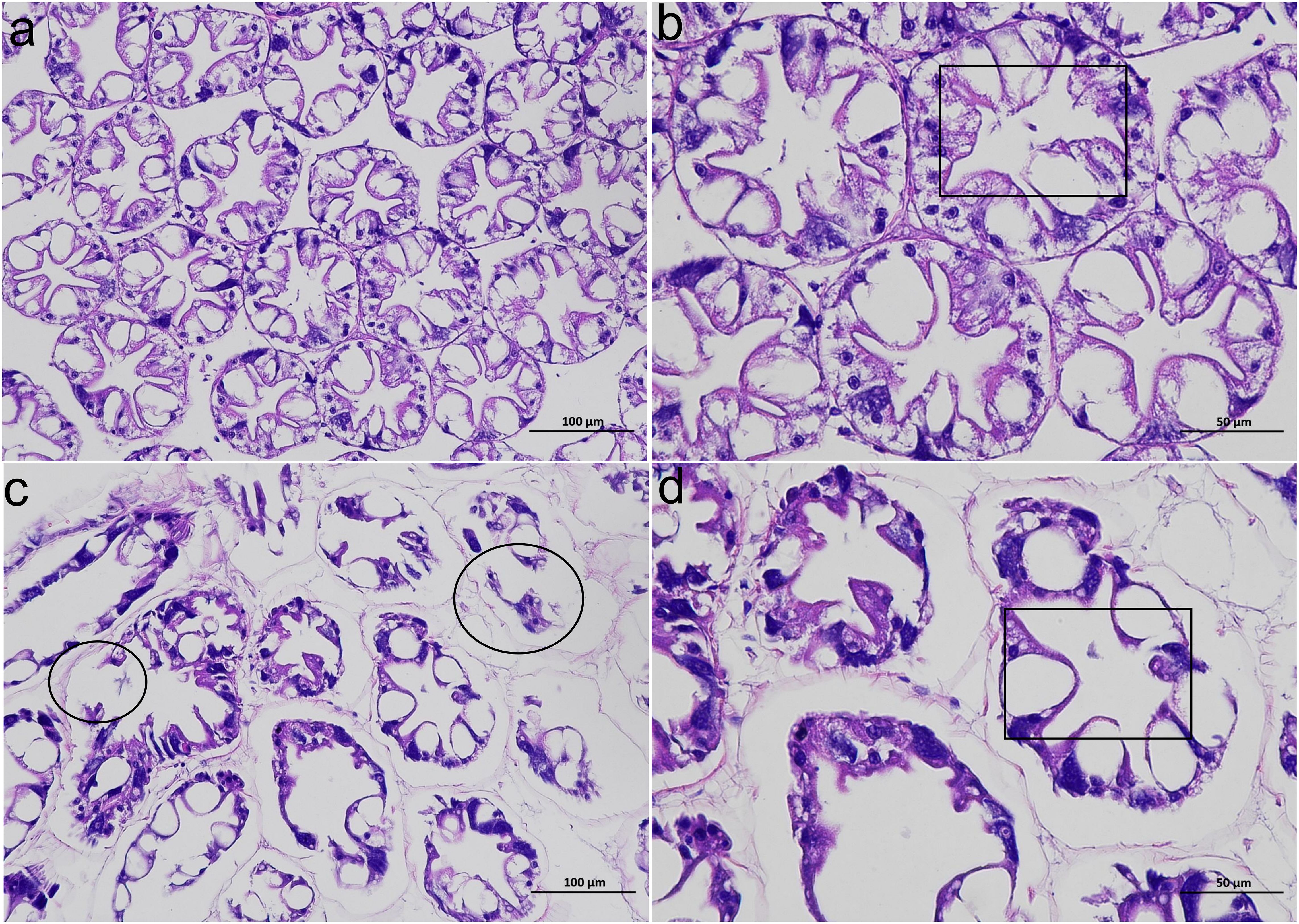 Frontiers | The high temperature stress responses in the