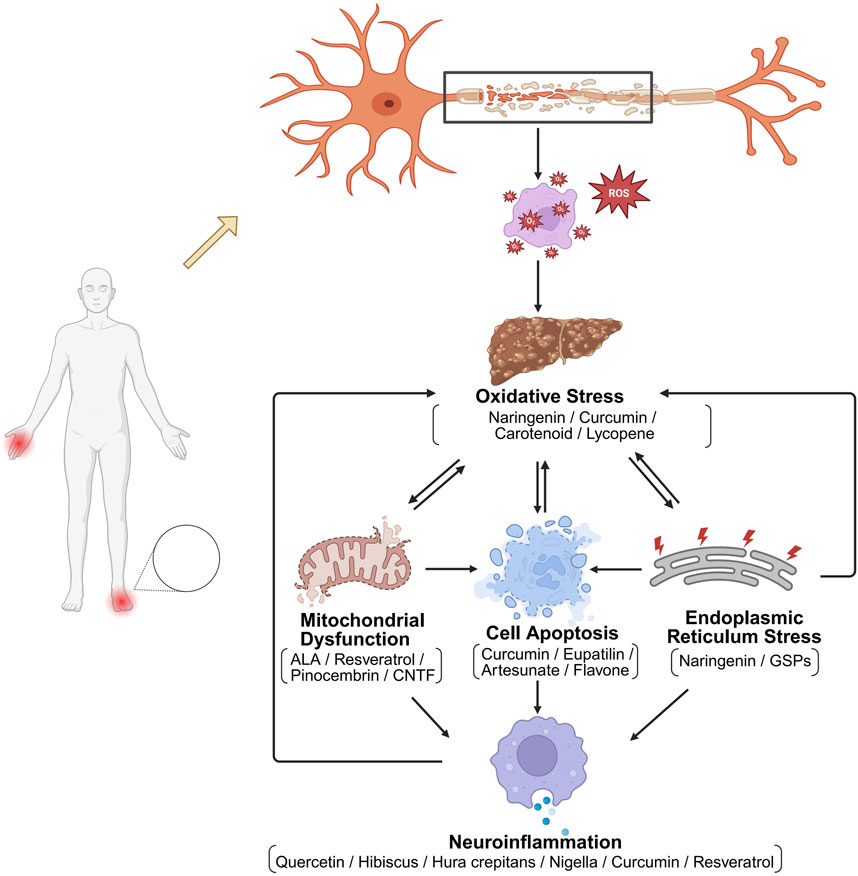 Diagram illustrating the pathways and compounds involved in oxidative stress, mitochondrial dysfunction, cell apoptosis, endoplasmic reticulum stress, and neuroinflammation. Oxidative stress is linked to compounds like naringenin and curcumin. Mitochondrial dysfunction is regulated by alpha-lipoic acid, resveratrol, and others. Cell apoptosis can be affected by curcumin and eupatilin. Endoplasmic reticulum stress is addressed with naringenin and GSPs. Neuroinflammation is shown to be reduced by quercetin and hibiscus. The diagram also features a neuron and a human figure highlighting areas of pain.