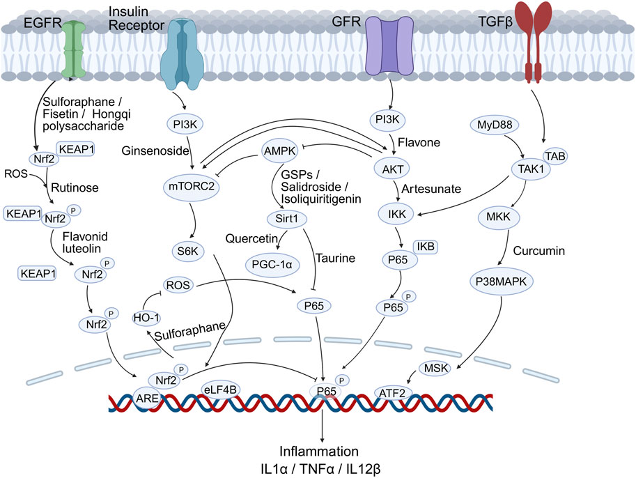 Diagram illustrating signaling pathways involved in inflammation modulation. Receptors EGFR, Insulin, GFR, and TGFβ link to various molecules such as Sulforaphane, Ginsenoside, and Curcumin. These interact through pathways involving KEAP1, PI3K, AKT, and others, modulating proteins like Nrf2, IKK, and P65. The pathways culminate in transcription regulation and inflammatory cytokines IL1α, TNFα, and IL12β expression. Key compounds include flavones, rutinose, and artesunate, which affect ROS production, gene expression, and overall inflammation control.