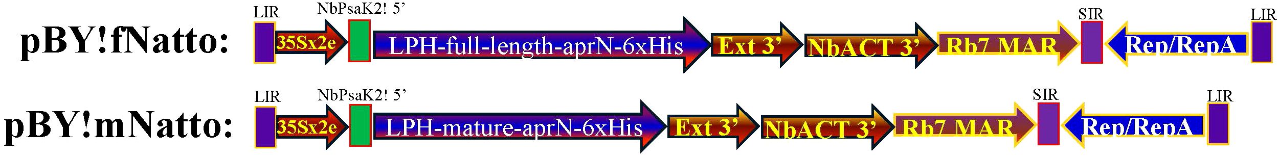 DNA construct maps labeled pBY!fNatto and pBY!mNatto. Both diagrams feature components such as LIR, 35Sx2e, NbPsaK2! 5’, LPH segments, Ext 3’, NbACT 3’, Rb7 MAR, Rep/RepA, and SIR. Arrows indicate gene sequence flow, with differences labeled as “full-length” and “mature” in LPH sections.