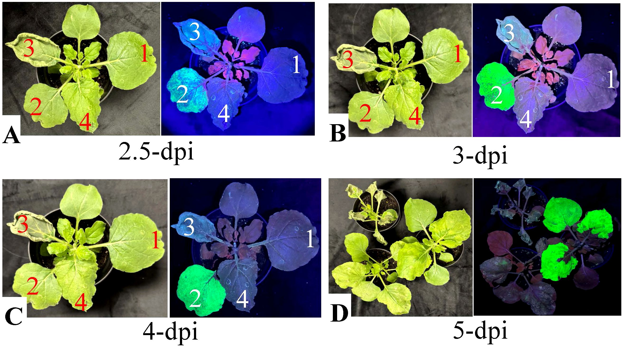 Four images labeled A, B, C, and D show plant leaves at different stages. Each section has two images: one in natural light and one under ultraviolet light. Numbers one through four mark leaf positions in both images. Images are labeled 2.5-dpi, 3-dpi, 4-dpi, and 5-dpi, corresponding to different time points of observation.