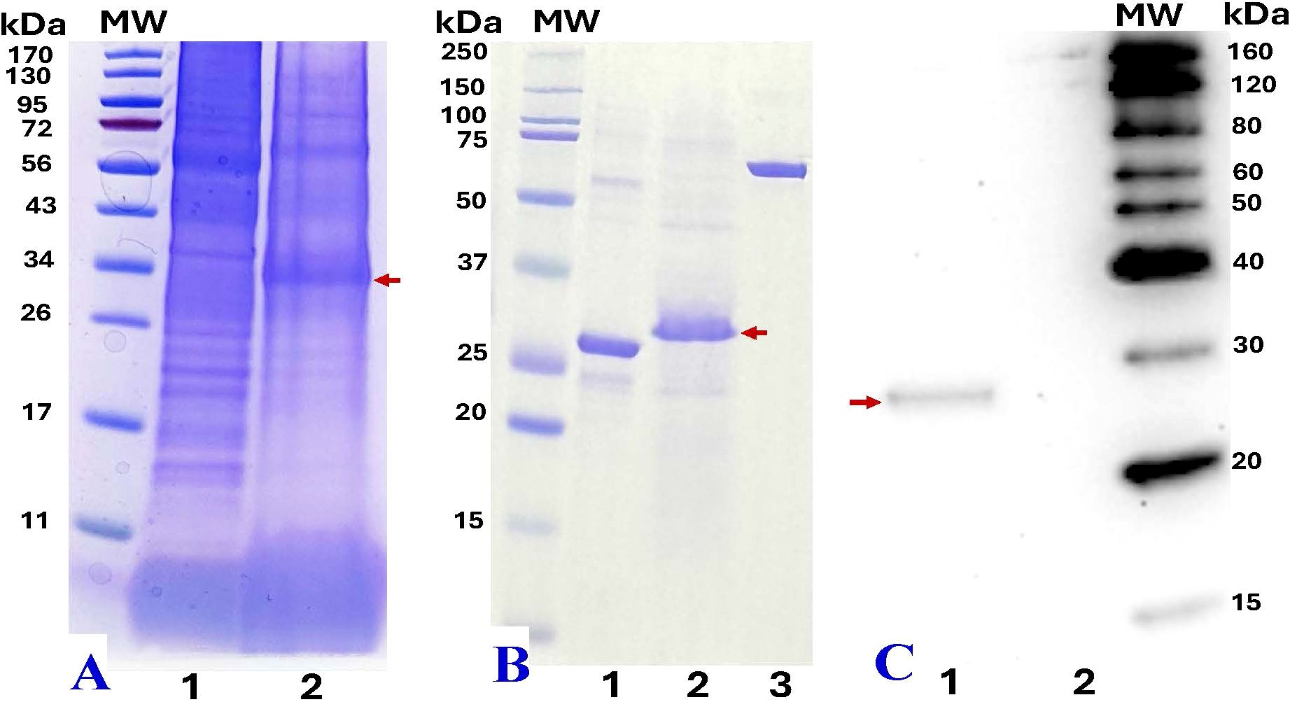 SDS-PAGE and Western blot analysis with protein ladders. Panel A shows a Coomassie-stained gel with bands highlighted around 28 kDa. Panel B shows bands around 28 kDa. Panel C displays a Western blot with visible bands at approximately 28kDa. Red arrows indicate rNK bands. Protein markers in kilodaltons are labeled.