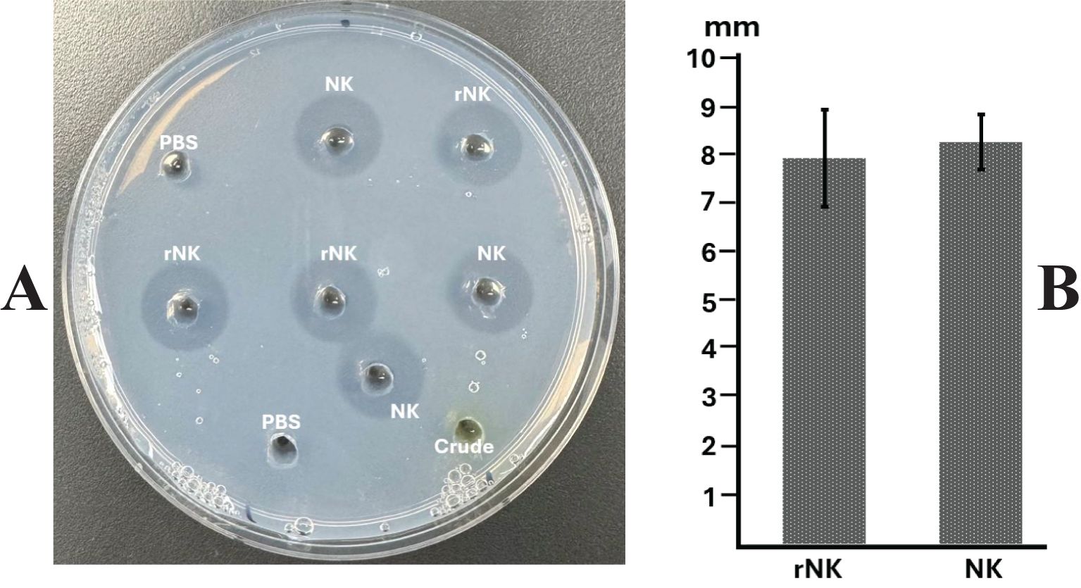 Petri dish with labeled zones: PBS, NK, rNK, and Crude, showing varying degrees of fibrin-dissolving halo formation. Next to it, a bar graph compares dissolving halo diameters in millimeters for rNK and Nk, both around 8 mm.