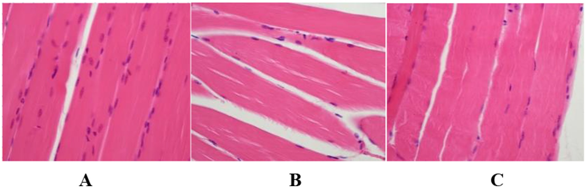Three histology images labeled A, B, and C show muscle tissues stained with hematoxylin and eosin. Each section highlights different orientations and densities of muscle fibers with visible nuclei.