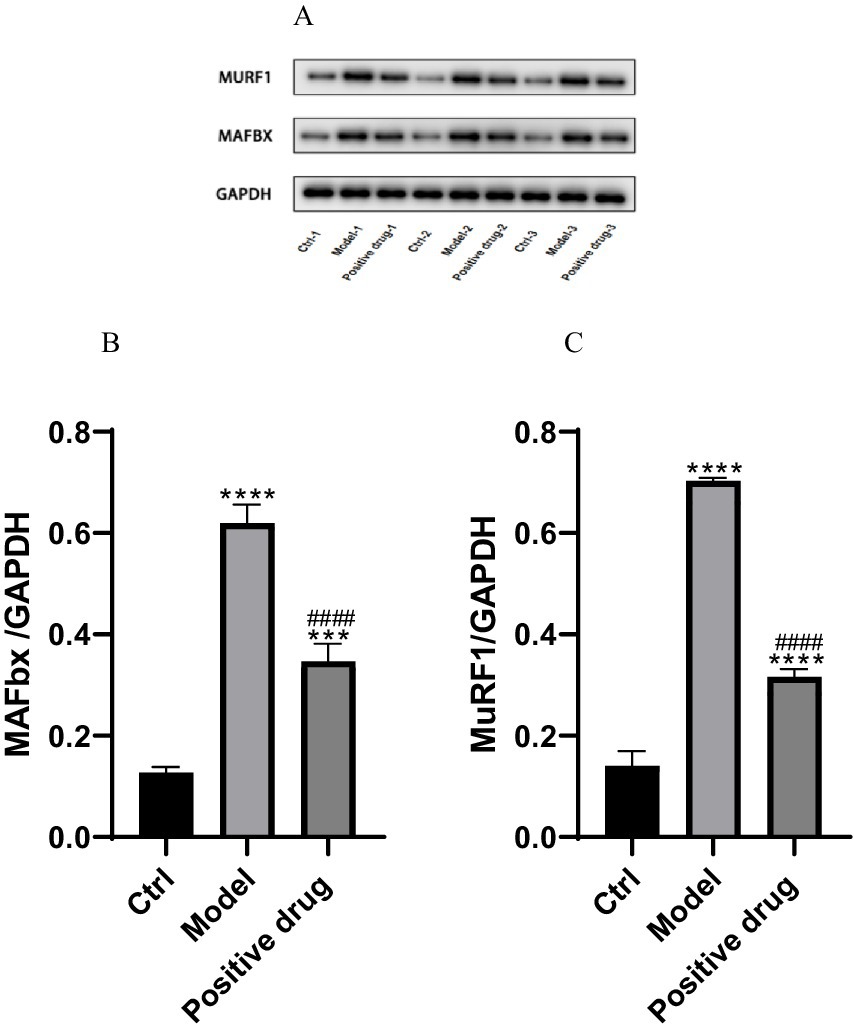 Panel A shows Western blot bands for MURF1, MAFBX, and GAPDH across different conditions, including control, model, and positive drug. Panels B and C display bar graphs with statistical analysis, comparing MAFbx/GAPDH and MuRF1/GAPDH ratios, respectively, showing significant increases in the model group and reductions with positive drug treatment. Asterisks indicate statistical significance, and hashtags denote comparisons with the model group.