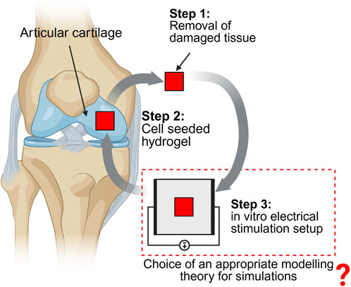 Illustration showing three steps in articular cartilage repair. Step one is removal of damaged tissue from the cartilage. Step two involves applying cell-seeded hydrogel. Step three shows an in vitro electrical stimulation setup for simulations.