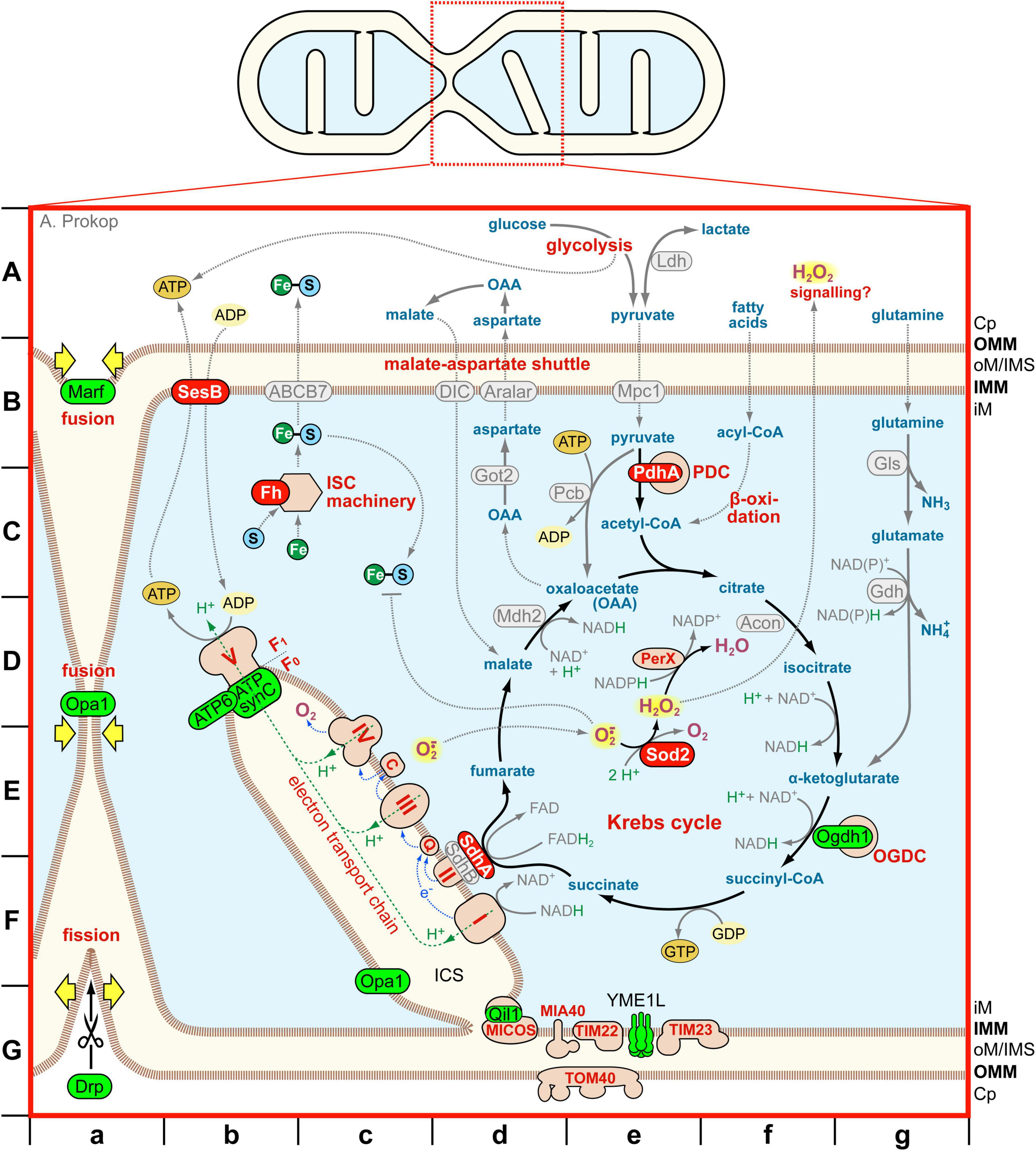 Diagram illustrating mitochondrial processes, showing pathways like glycolysis, the Krebs cycle, and electron transport chain. Includes proteins and reactions such as PDC, ISC machinery, ATP synthesis, and fusion/fission mechanisms. Mitochondrial structure sections are labeled from A to G, and components such as malate-aspartate shuttle, beta-oxidation, and hydrogen peroxide signaling are depicted.