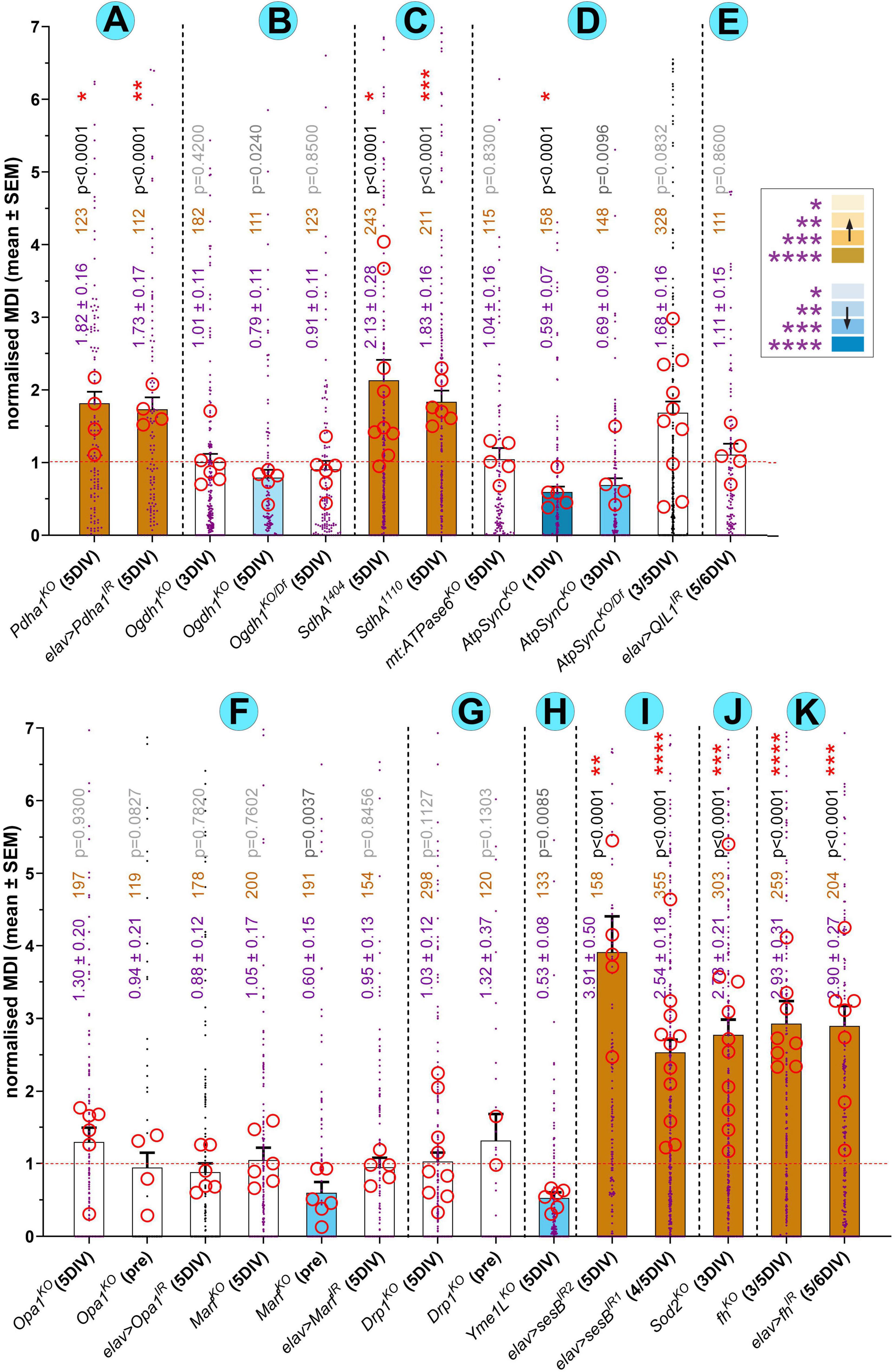 Bar chart showing normalized MDI (Mean Dysfunction Index) for various genotypes at different developmental stages. Each bar represents a specific genotype, with error bars indicating standard error. Significant results are marked with an asterisk. Bars are color-coded, with a legend indicating upregulation and downregulation. Statistical significance (p-values) is displayed above each bar.