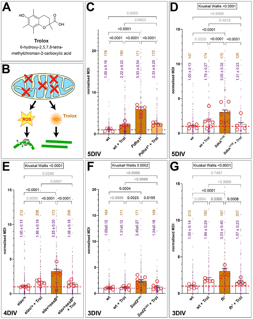 Diagram with multiple panels showing experimental results related to Trolox, an antioxidant. Panel A displays the chemical structure of Trolox. Panel B shows a schematic of Trolox reducing reactive oxygen species (ROS) in mitochondria. Panels C to G display bar graphs with individual data points, comparing normalized MDI values across various experimental conditions, highlighting the effect of Trolox in different genetic backgrounds over several days in vitro (DIV). Statistical significance is indicated with p-values and Kruskal-Wallis annotations.