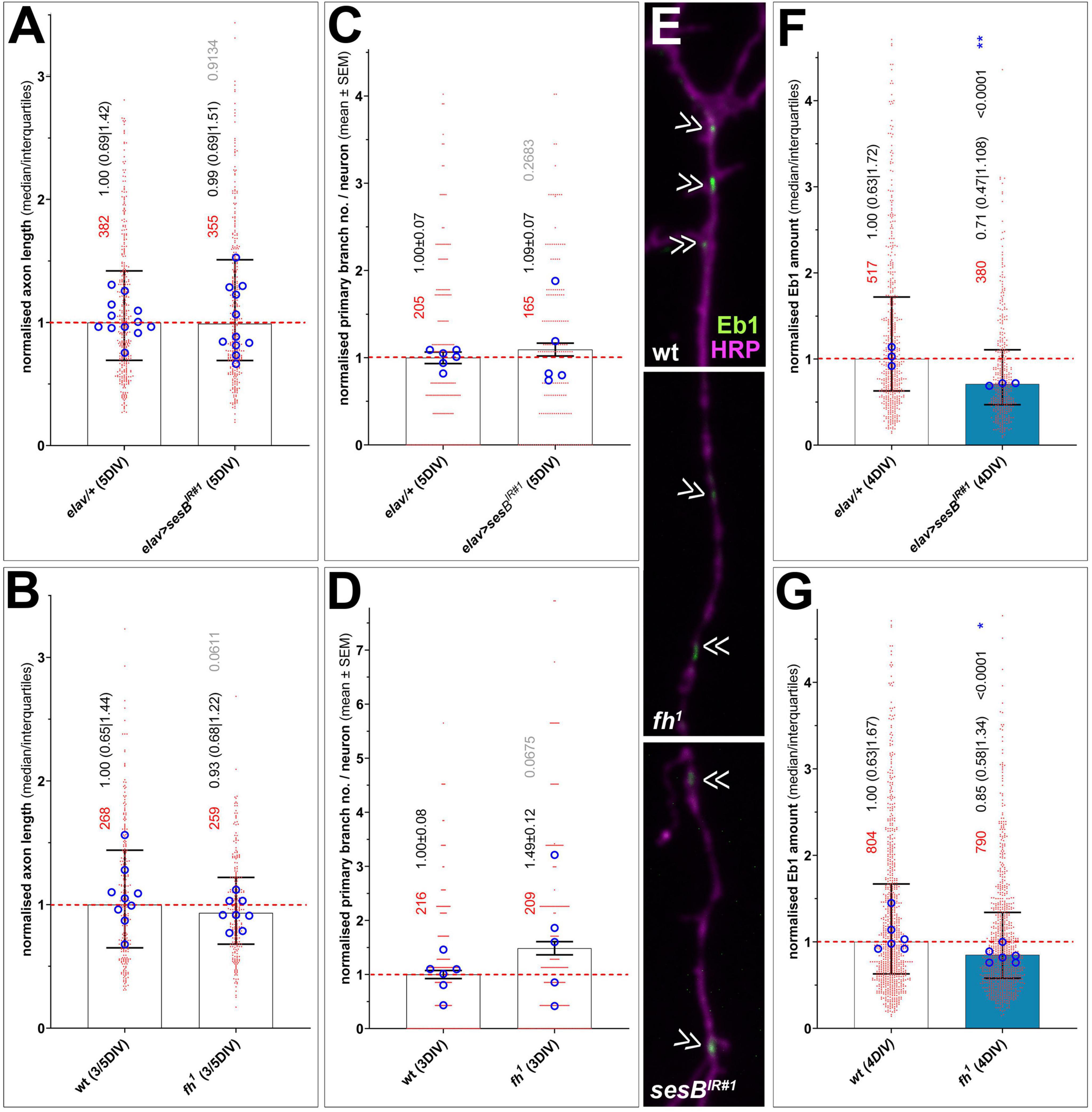 Graphs A to D depict normalized axon lengths and primary branch numbers under different conditions with means indicated by blue dots. Image E shows fluorescent microscopy of neuronal sections marked with arrows. Graphs F and G illustrate normalized Eb1 amounts, comparing control and experimental groups with statistical values denoted.