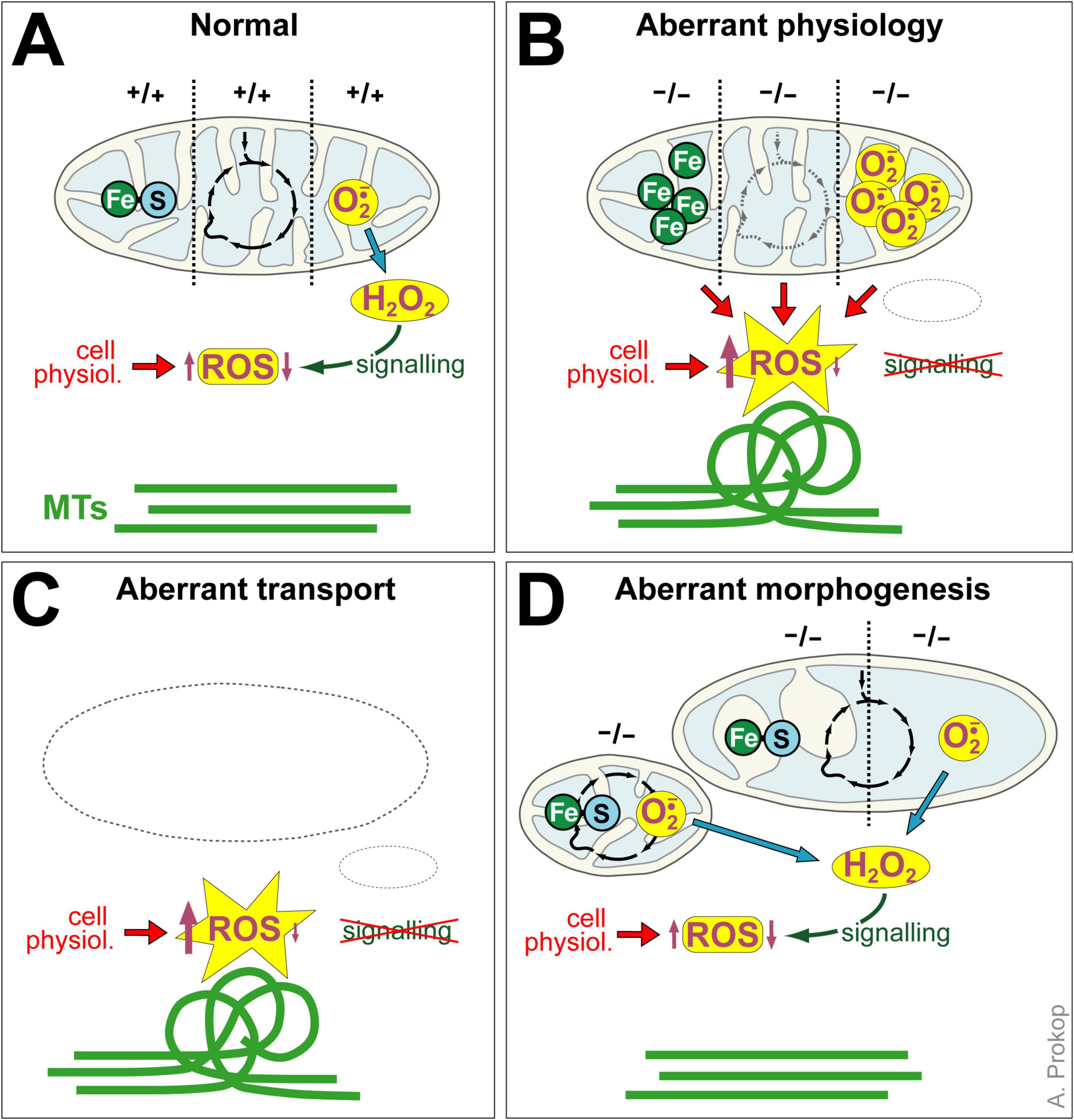 “Diagram illustrating cellular physiology under normal and aberrant conditions. Panel A: Normal; mitochondria show balanced iron-sulfur clusters, normal ROS, and signaling. Panel B: Aberrant physiology; excessive ROS disrupts signaling. Panel C: Aberrant transport; elevated ROS levels, disrupted signaling. Panel D: Aberrant morphogenesis; altered mitochondrial structure, disrupted signaling pathways. Green lines represent microtubules (MTs).”