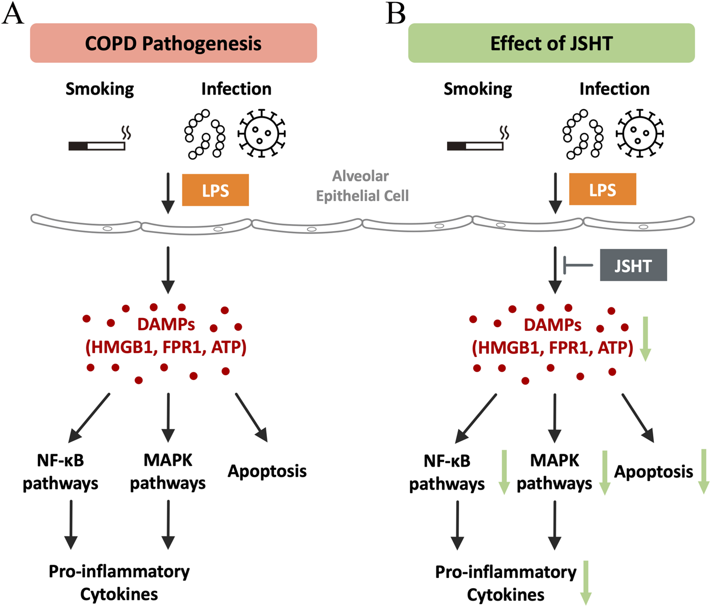 Western blot analysis and bar graphs showing protein expression levels. Panel A displays bands for NF-kB, pMAPK, pJNK, cCaspase3, and GAPDH across different treatments: Control, LPS, JSHT, pre-JSHT, and post-JSHT. Panels B to E show corresponding bar graphs quantifying protein expression, with statistical significance marked by asterisks. Significant differences are noted between various treatments, indicating changes in protein expression levels compared to the control.