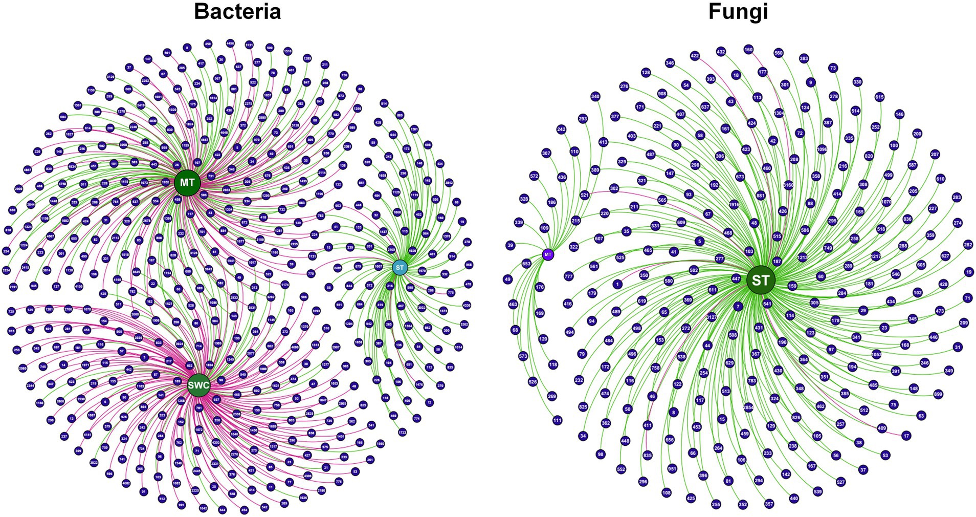 Network diagrams compare bacteria and fungi interactions. The left diagram shows bacteria connections with central nodes labeled MT and SWC in green. The right diagram illustrates fungi connections with a central ST node in green. Both diagrams feature radiating lines and numbered nodes in blue.