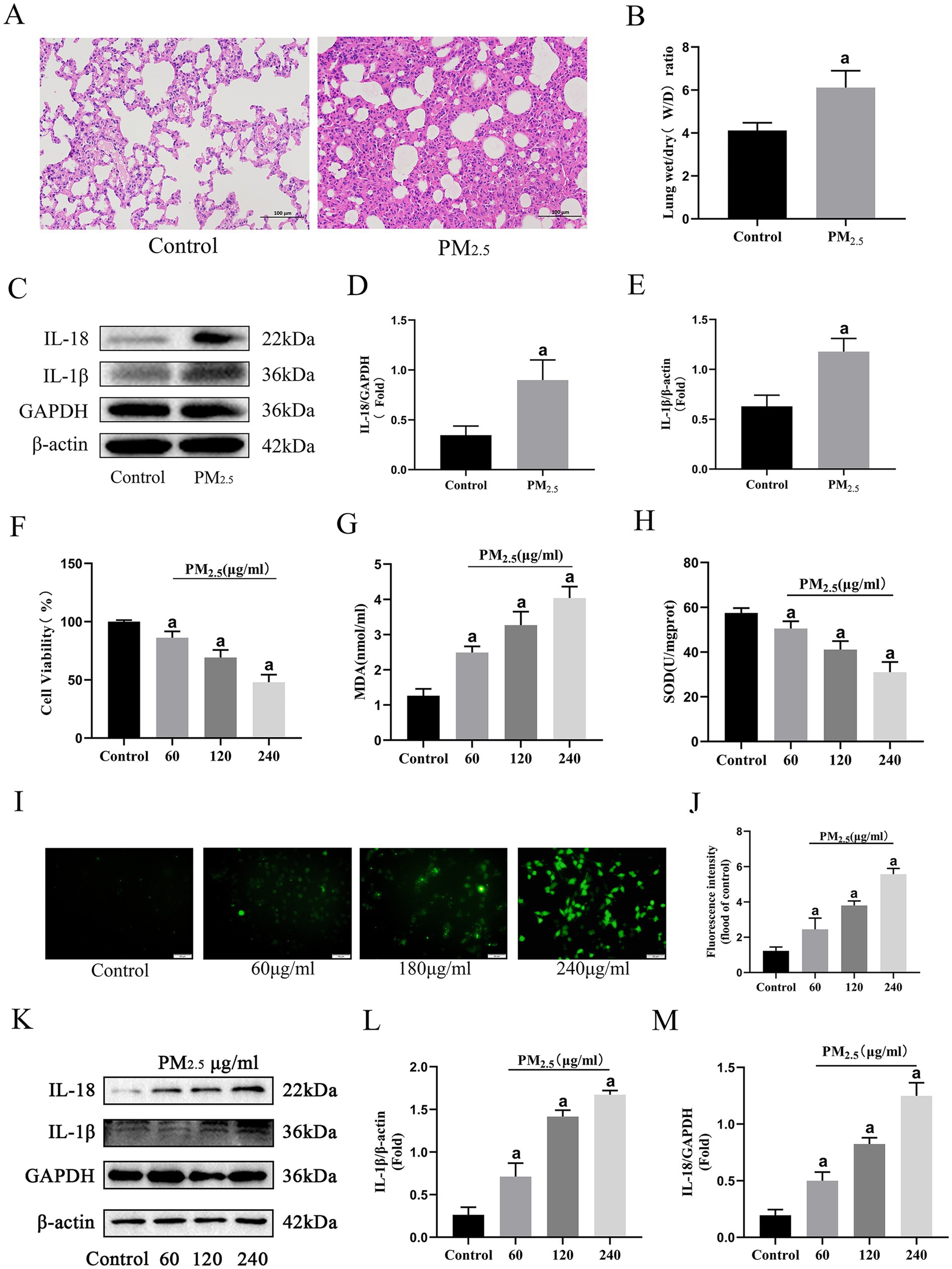 Panel A shows histopathological images of lung tissue, comparing control and PM2.5 exposure. Panel B illustrates lung weight ratios, with PM2.5 showing a significant increase. Panel C depicts a Western blot analysis for IL-18, IL-1β, and control proteins, with density differences noted under PM2.5. Panels D and E present bar graphs with increased IL-18 and IL-1β expressions in PM2.5 conditions. Panel F displays decreased cell viability at higher PM2.5 concentrations. Panel G shows MDA levels rising with increased PM2.5 concentration. Panel H illustrates the reduction of SOD levels. Panel I presents fluorescence microscopy images of ROS production as PM2.5 concentration increases. Panel J is a bar graph of fluorescence intensity, increasing with PM2.5. Panel K shows Western blot results for varying PM2.5 concentrations. Panels L and M chart increasing IL-1β and IL-18 expression with rising PM2.5 levels. “a” indicates significant differences at p<0.05.