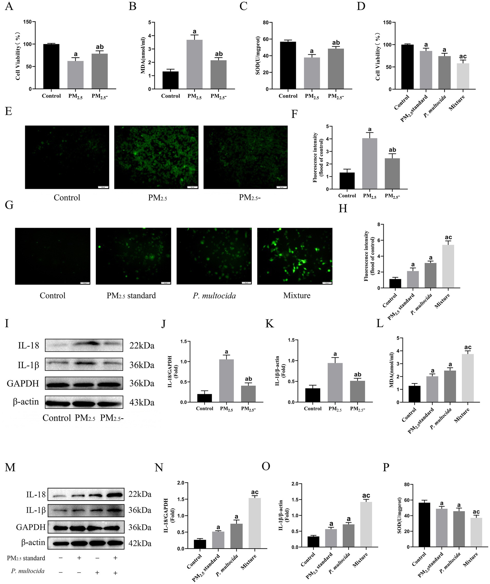 This is a multipanel image featuring various graphs and gel images related to a scientific study. Panels A, B, and C show bar graphs comparing cell viability, MDA levels, and SOD activity in control, PM2.5, and PM2.5 is deactivated samples. Panels E and G show fluorescence microscopy images indicating changes in fluorescence intensity, with corresponding bar graphs in Panels F and H. Panels I and M depict Western blots for IL-18, IL-1β, GAPDH, and β-actin, with bar charts in Panels J, K, N, and O quantifying protein expression and MDA and SOD levels across different treatments. Panels D、L and P show bar graphs comparing cell viability, MDA levels, and SOD activity in control, PM2.5, and P. multocida and Mixture samples. Annotations with letters indicate statistical significance.