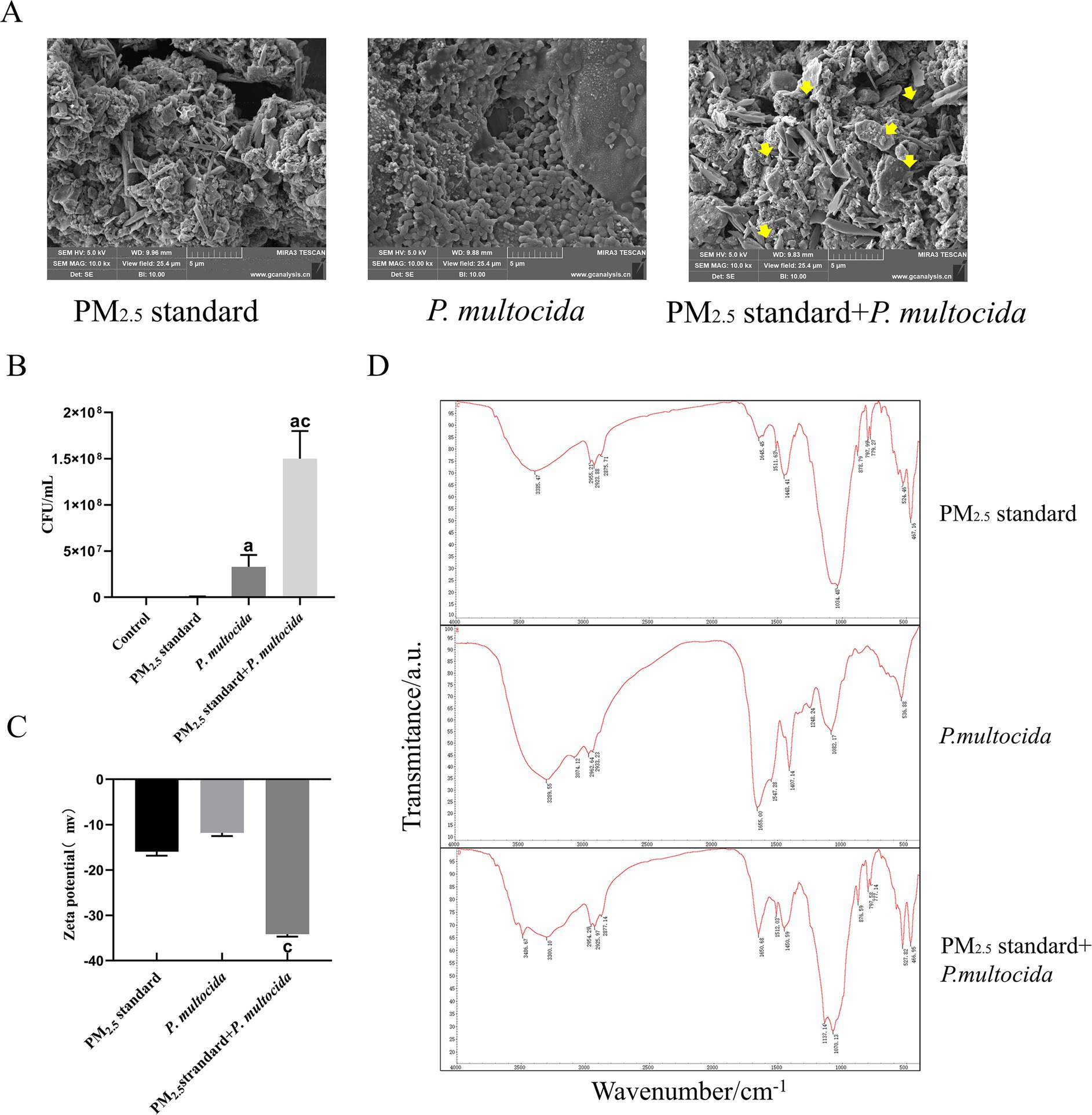 Figure consists of four panels labeled A, B, C, and D. Panel A shows three SEM images of PM₂.₅ standard, P. multocida, and PM₂.₅ standard with P. multocida. Panel B is a bar graph comparing CFU per milliliter for control, PM₂.₅ standard, P. multocida, and PM₂.₅ standard with P. multocida, with the latter showing the highest value. Panel C presents a bar graph of zeta potential values for the same categories, where PM₂.₅ standard with P. multocida shows a significant negative trend. Panel D displays three FTIR spectra for PM₂.₅ standard, P. multocida, and PM₂.₅ standard with P. multocida, highlighting surface groups changes.