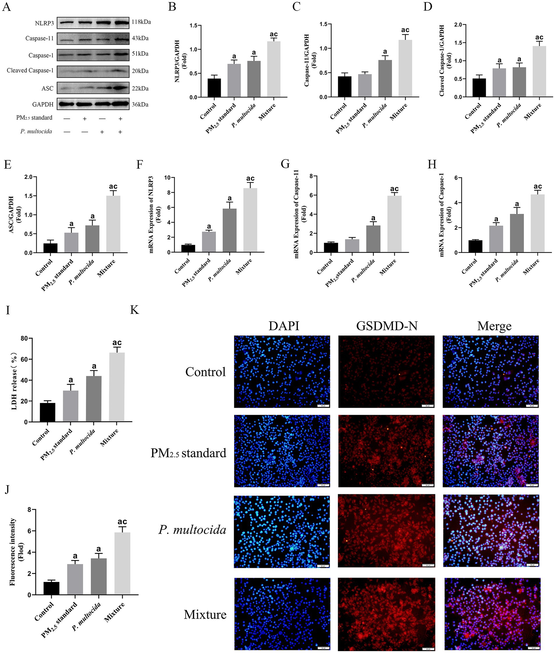 Western blot and bar graphs showing protein expression of NLRP3, Caspase-11, Caspase-1, Cleaved Caspase-1, and ASC, compared to GAPDH (Panel A). Bar graphs (Panels B-J) depict fold changes in protein and mRNA expressions, lactate dehydrogenase (LDH) release, and fluorescence intensity across four groups: Control, PM2.5 standard, *P. multocida*, and Mixture. Panel K shows fluorescence microscopy images with DAPI and GSDMD-N staining for different treatment groups, indicating cellular responses. Each set is labeled to show response to different treatments, illustrating molecular and cellular changes.