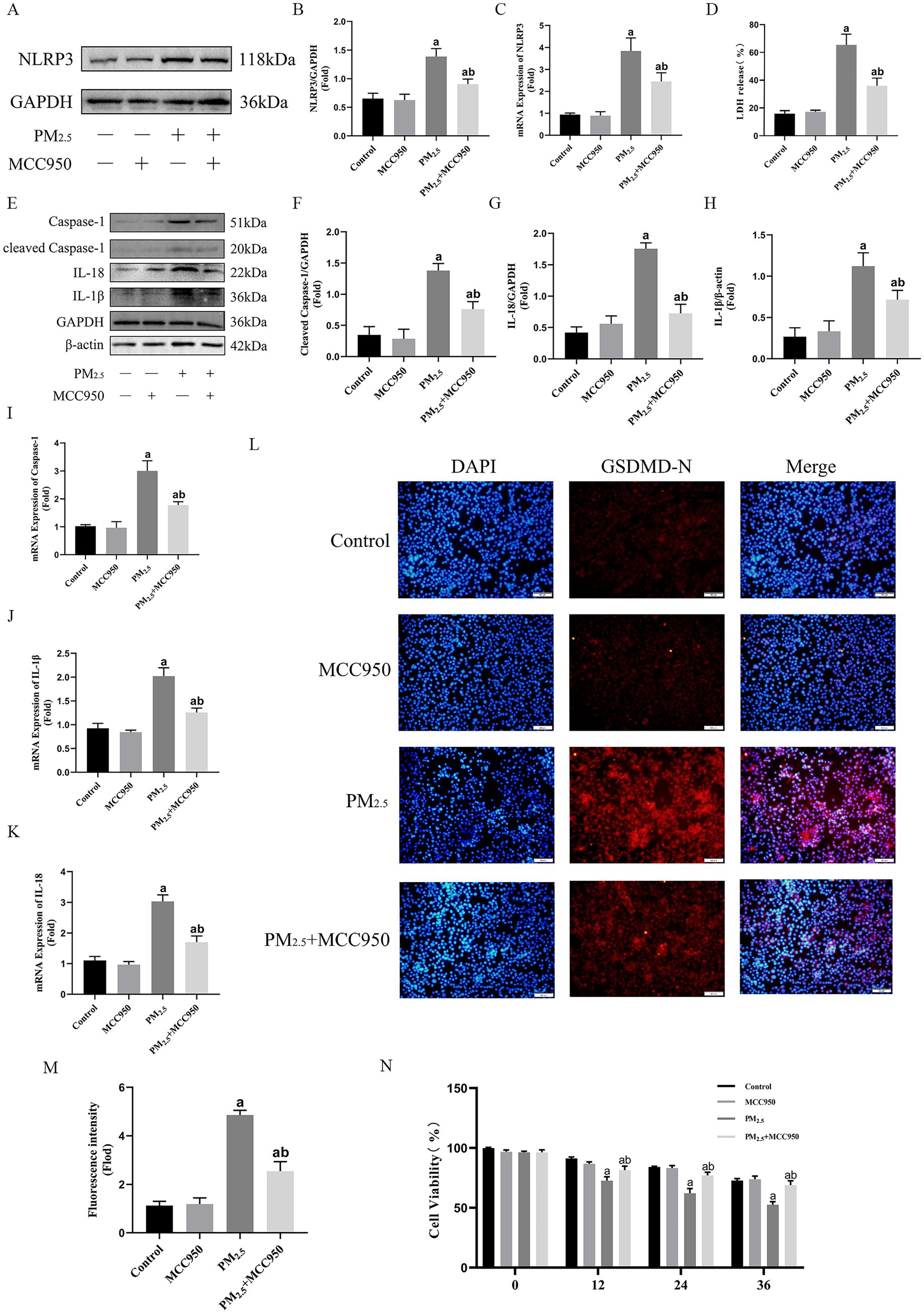 Panels A-C、E-I show Western blot 、quantitative analysis and bar graphs illustrate NLRP3, caspase-1, IL-18, and IL-1β expression under control, MCC950, PM2.5, and PM2.5+MCC950 conditions. Panels D show lactate dehydrogenase (LDH) release. Panel L displays immunofluorescence images of DAPI, GSDMD-N, and merged staining. Panel M shows fluorescence intensity; panel N shows cell viability over time. Statistical significance is indicated with letters.