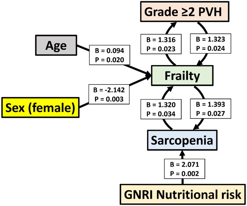 Flowchart depicting relationships between variables affecting frailty. Age and sex (female) influence frailty, with coefficients B = 0.094, P = 0.020 and B = -2.142, P = 0.003 respectively. Frailty is related to sarcopenia and grade ≥2 PVH, with varying coefficients and P-values. GNRI nutritional risk affects sarcopenia, B = 2.071, P = 0.002. The chart highlights paths and statistical values connecting these factors.