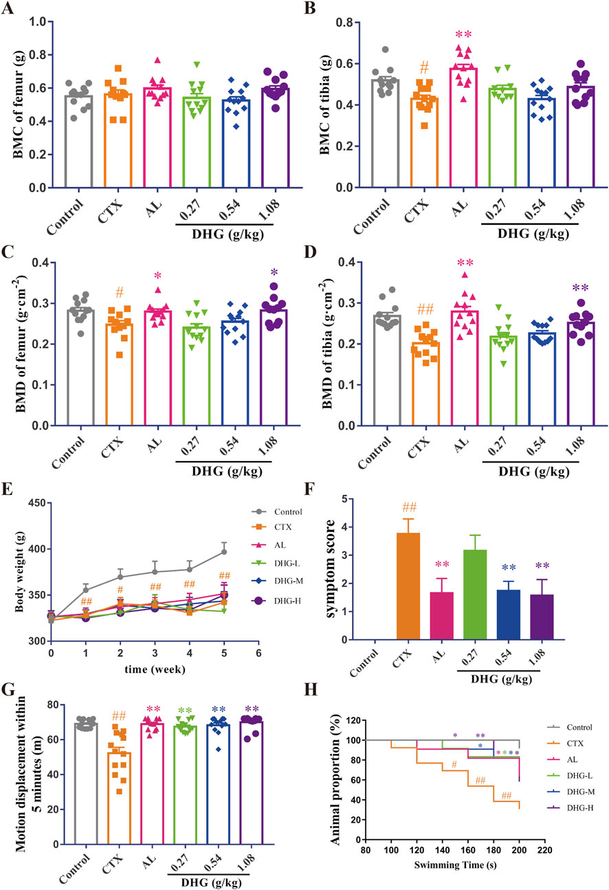 Graphs illustrate the effects of different doses of DHG on various parameters in animals. (A) BMC of femur, (B) BMC of tibia, (C) BMD of femur, and (D) BMD of tibia show significant differences across treatment groups. (E) Body weight trends over six weeks, with notable divergence in groups. (F) Symptoms scores compared across groups. (G) Motion displacement within five minutes shows variable outcomes for each treatment. (H) Animal proportion survival over swimming time, highlighting differences between groups. Statistical significance indicated by markings such as asterisks and hashes.