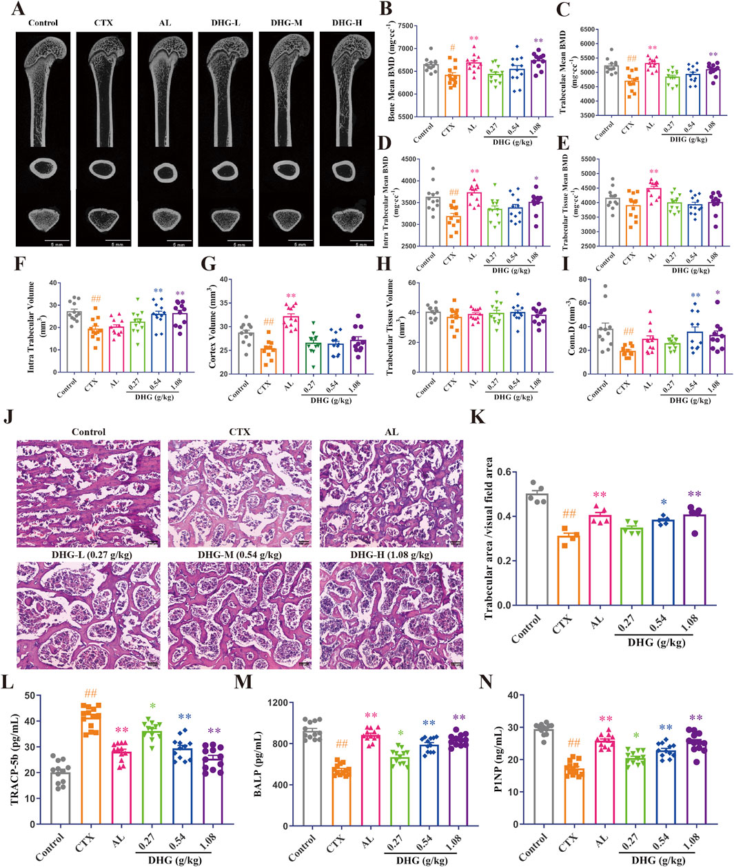 The image displays multiple panels related to bone analysis. Panel A shows CT scans of bones under different conditions: Control, CTX, AL, and various doses of DHG. Panels B-I present bar graphs comparing bone mineral density and other bone parameters across the same conditions. Panel J contains histological images illustrating trabecular bone structure. Panel K is a bar graph showing trabecular area quantification. Panels L-N include bar graphs for biomarkers: TRACP-5b, BALP, and PINP. Data comparisons are visible with statistical significance indicated by symbols.