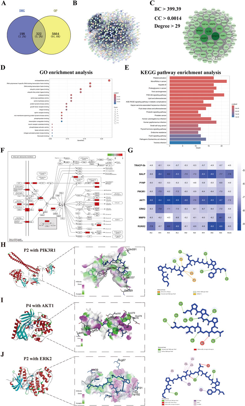 A scientific figure composed of multiple panels. Panel A shows a Venn diagram comparing two datasets, DHG and OP, with overlapping and unique values indicated. Panel B displays a complex network diagram of proteins or genes with connections. Panel C highlights a subnetwork with specific criteria: BC > 399.39, CC > 0.0014, Degree > 29. Panel D is a dot plot for GO enrichment analysis displaying various biological activities. Panel E presents a bar graph for KEGG pathway enrichment analysis, showing pathways affected. Panel F displays a detailed molecular signaling pathway map. Panel G shows a heatmap with values for different biomolecules. Panels H, I, and J illustrate molecular interactions, displaying protein structures with highlighted binding sites and chemical interactions.