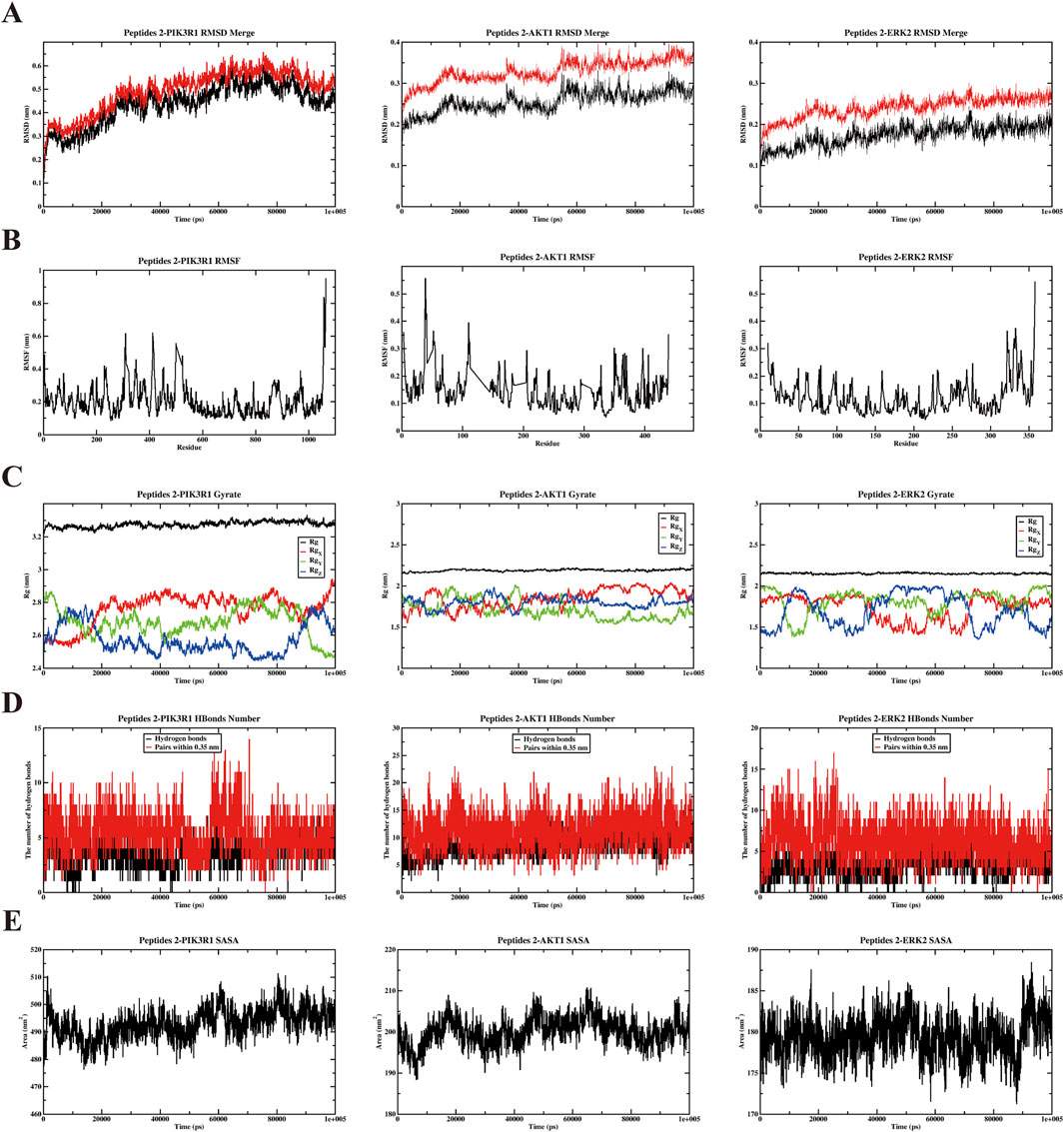Graphical representation of molecular dynamics analysis comprising five panels (A to E). Panel A shows RMSD plots for peptides 2-PI3KRI, 3-AKT1, and 2-ERK2; Panel B shows RMSF plots for the same peptides. Panel C displays gyrate observations with multiple colored lines indicating different replicas. Panel D presents the number of H-bonds over time with red and black lines. Panel E depicts SASA plots for each peptide. Each plot includes axes labeled with the respective metrics and units of measurement.