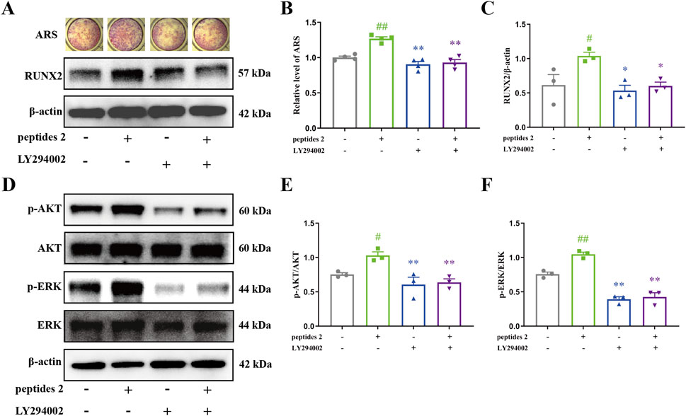 Panel A displays Alizarin Red S staining images and Western blot results for RUNX2 and β-actin, under various peptide and LY294002 conditions. Panels B, C, E, and F present bar graphs illustrating relative levels of ARS, RUNX2/β-actin, p-AKT/AKT, and p-ERK/ERK, respectively. Panel D shows Western blot results for p-AKT, AKT, p-ERK, and ERK. The conditions involve peptide 2 and LY294002 treatment, with statistical significance indicated by symbols.