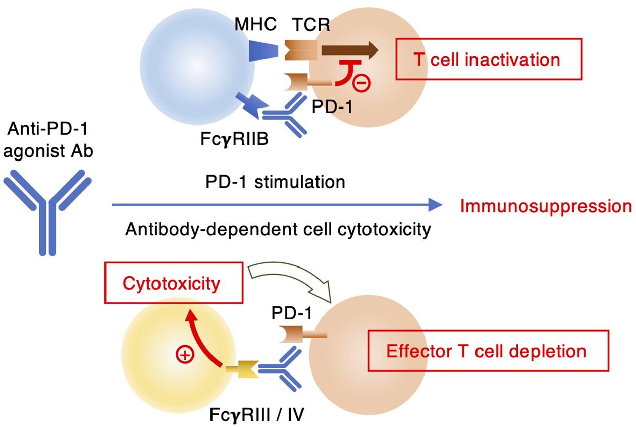 Diagram illustrating the possible mechanisms of immunosuppression by anti-PD-1 agonist antibody. PD-1 stimulation leads to immunosuppression through T cell inactivation. Antibody-dependent cell cytotoxicity is facilitated via Fcγ receptors, resulting in effector T cell depletion.