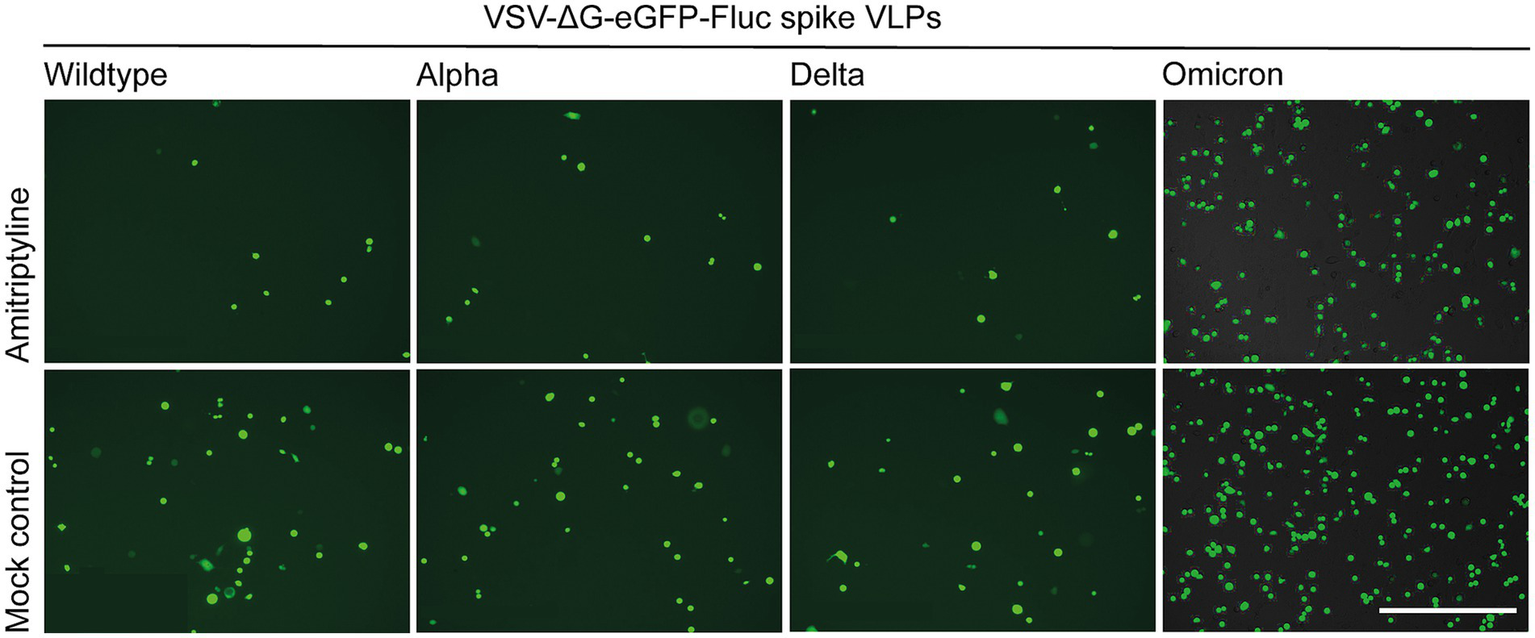 Fluorescent microscopy images showing VSV-ΔG-eGFP-Fluc spike VLPs. The top row treated with amitriptyline and the bottom row as mock control. Columns represent different variants: Wildtype, Alpha, Delta, and Omicron. Green dots indicate the presence of VLPs, with Omicron showing higher density compared to other variants.