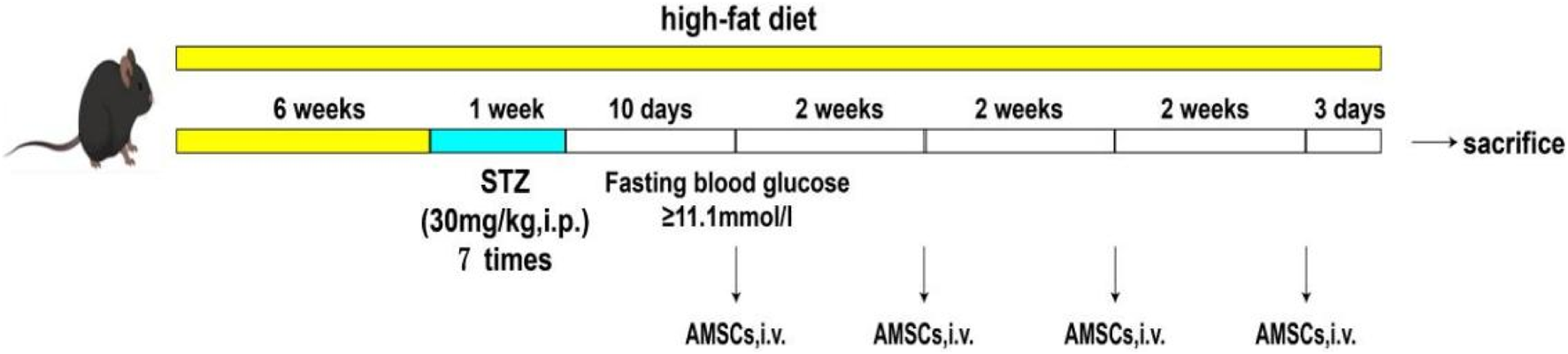 Diagram of a high-fat diet experiment on a mouse over a timeline. Itstarts with a 6-week diet, followed by 1 week with STZ injections (30 mg/kg,intraperitoneally) administered seven times. After 10 days, fasting blood glucose is measured,with levels of 11.1 mmol/l or above. Subsequently, AMSCs are administered intravenously at four 2-week intervals followed by a 3-day interval before sacrifice.