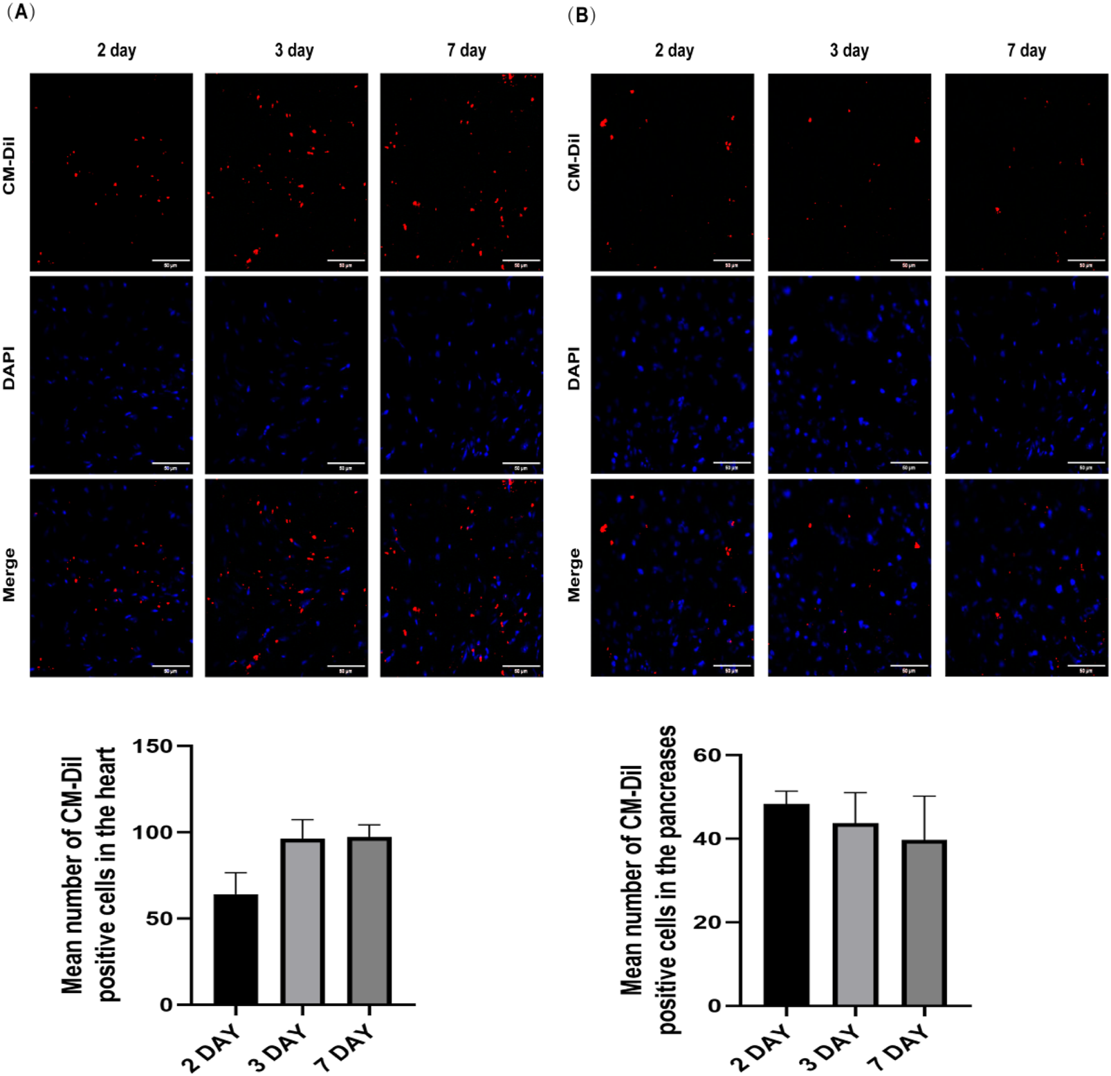 Microscopic images and bar graphs showing CM-Dil positive cells in the heart and pancreas over 2, 3, and 7 days. Panel A displays heart images with CM-Dil (red) and DAPI (blue) stains, with a merged view. Panel B provides similar pancreas images. Below, bar graphs illustrate the mean number of CM-Dil positive cells in both organs.