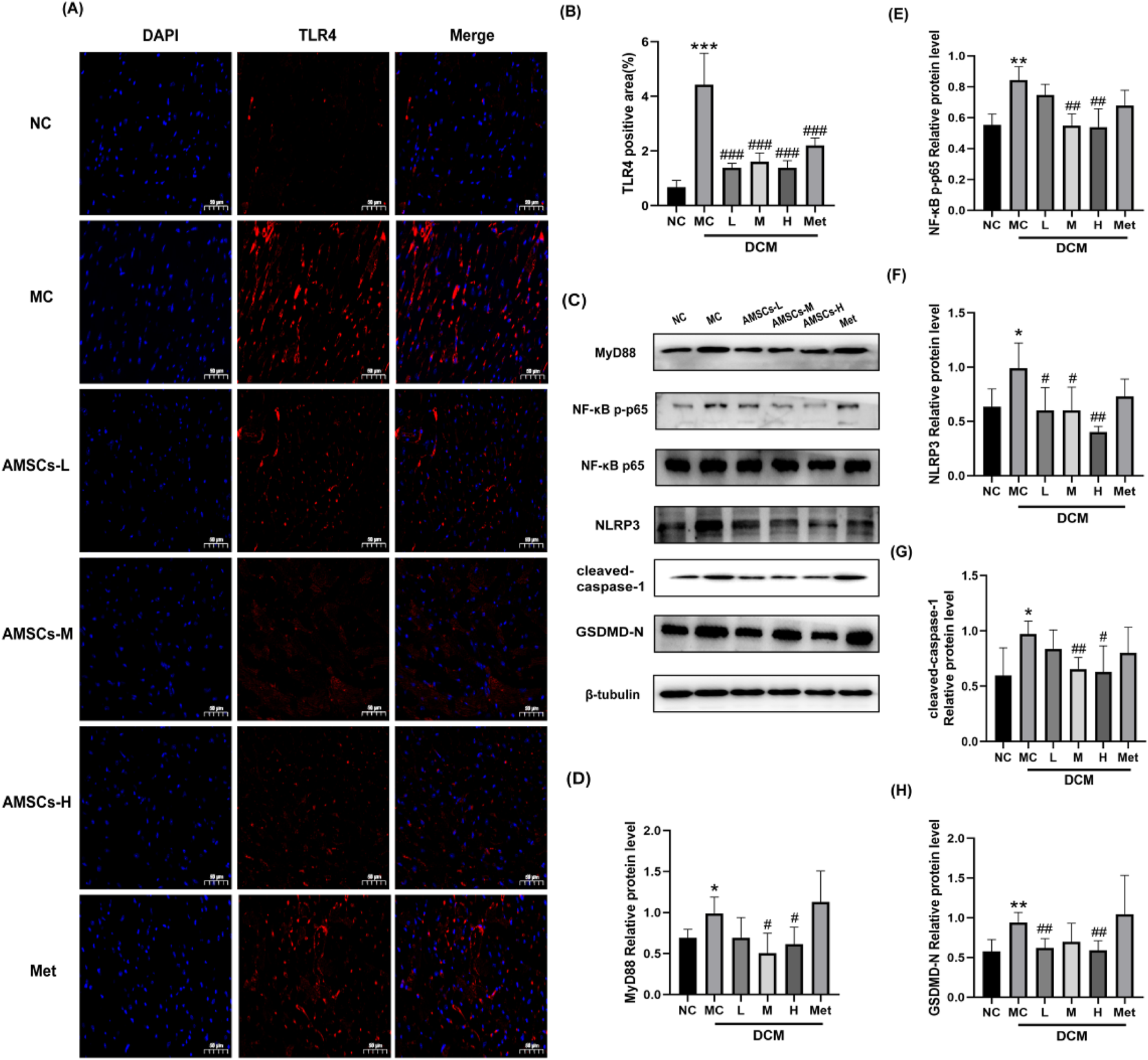 Composite image featuring immunofluorescence and protein analysis in a scientific study. Panel (A) displays DAPI and TLR4 staining in various conditions: NC, MC, AMSCs-L, AMSCs-M, AMSCs-H, and Met. Panel (B) shows a bar graph of TLR4 positive area percentages. Panel (C) includes Western blot bands for proteins: MyD88, NF-κB p-p65, NF-κB p65, NLRP3, cleaved-caspase-1, and GSDMD-N with β-tubulin as control. Panels (D) to (H) contain bar graphs for relative protein levels of MyD88, NF-κB p-p65, NLRP3, cleaved-caspase-1, and GSDMD-N under different conditions associated with diabetic cardiomyopathy (DCM).