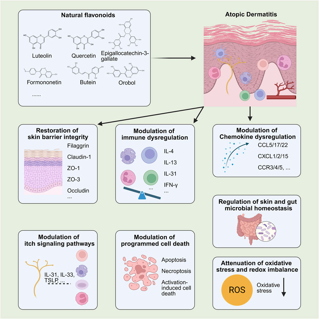 Diagram illustrating the effects of natural flavonoids on atopic dermatitis. It highlights various compounds like luteolin, quercetin, and epigallocatechin-3-gallate. Effects include skin barrier restoration, immune dysregulation modulation, chemokine dysregulation reduction, microbial homeostasis regulation, itch signaling pathway modulation, cell death modulation, and oxidative stress attenuation. Arrows show relationships between flavonoids and these effects.