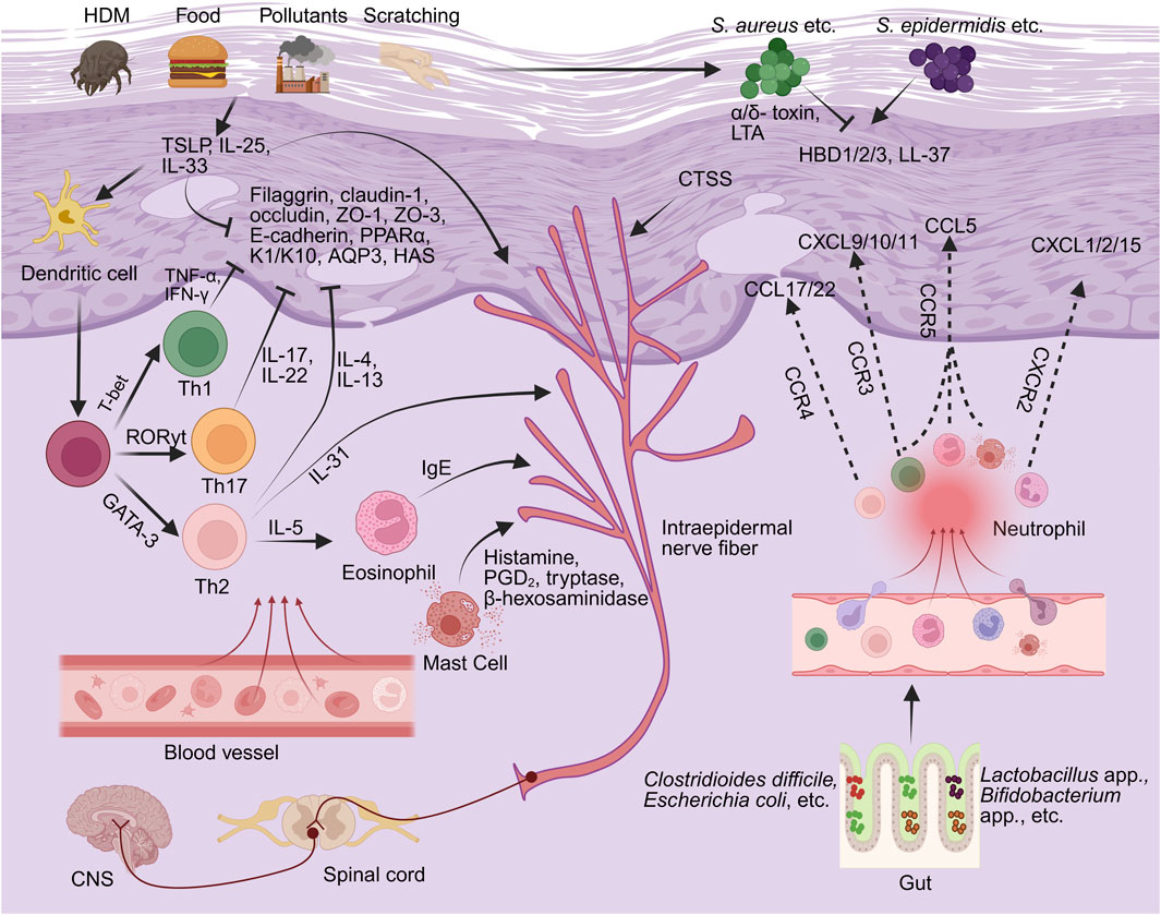 Diagram depicting the complex interactions in skin involving allergens, pollutants, and microbes influencing immune and neural responses. It shows pathways including dendritic cell activation, cytokine release (e.g., IL-4, IL-13), and subsequent immune cell involvement like Th1, Th2, and Th17. The diagram illustrates bacterial influence from *Staphylococcus aureus* and *S. epidermidis*, leading to immune mediators such as IgE impacting eosinophils and mast cells. It highlights connections to intraepidermal nerve fibers, blood vessels, and the central nervous system, also noting gut microbiota like *Clostridioides difficile* and *Lactobacillus* species.