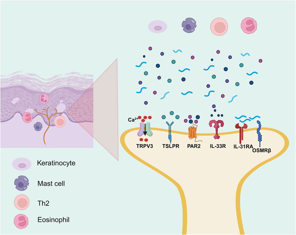 Illustration of skin layers showing a cross-section with keratinocytes, mast cells, Th2 cells, and eosinophils. To the right, various receptors including TRPV3, TSLPR, PAR2, IL-33R, IL-31RA, and OSMRβ are depicted with signaling molecules.