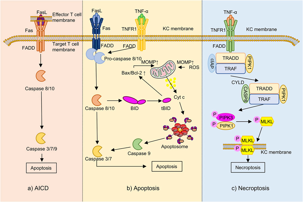 Diagram showing three cellular processes: AICD, apoptosis, and necroptosis. AICD involves FasL, Fas, FADD, caspases 8/10 and 3/7/9 leading to apoptosis. Apoptosis pathway involves Fas/TNF-α, TNFR1, caspases, BID, mitochondrial MOMP, ROS, and apoptosome. Necroptosis involves TNF-α, TNFR1, TRADD, TRAF, PIPK1, PIPK3, and MLKL leading to necroptosis. Each process occurs at a cell membrane, with molecular interactions depicted.