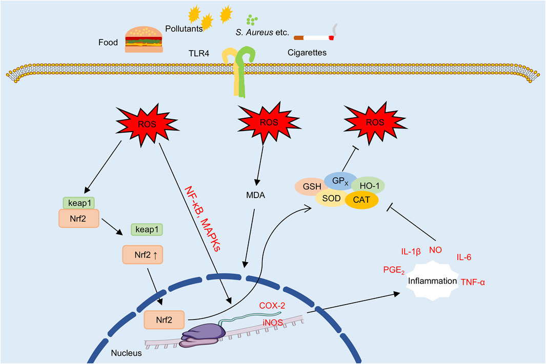 Diagram illustrating oxidative stress pathways in cells. Sources like food, pollutants, S. aureus, and cigarettes activate TLR4, leading to the production of reactive oxygen species (ROS). ROS impacts pathways, leading to nuclear responses involving Nrf2 and KEAP1. The process involves MDA formation, signaling molecules (GSH, GPx, SOD, CAT, HO-1), and enzymes like COX-2 and iNOS. These actions influence inflammation markers, including IL-1β, IL-6, TNF-α, PGE₂, and NO, resulting in inflammation. Pathways involve NF-kB and MAPKs.