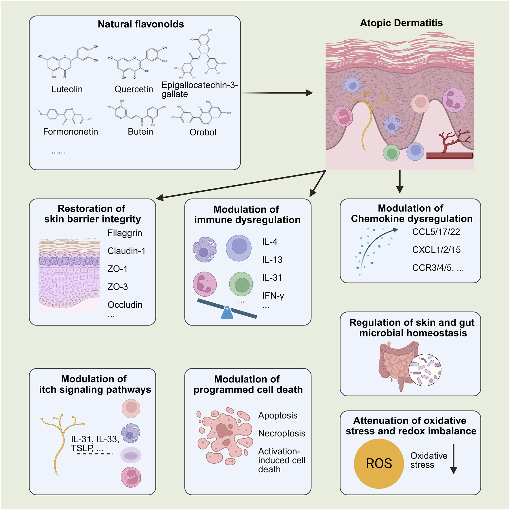 Diagram illustrating the effects of natural flavonoids on atopic dermatitis. It highlights various compounds like luteolin, quercetin, and epigallocatechin-3-gallate. Effects include skin barrier restoration, immune dysregulation modulation, chemokine dysregulation reduction, microbial homeostasis regulation, itch signaling pathway modulation, cell death modulation, and oxidative stress attenuation. Arrows show relationships between flavonoids and these effects.