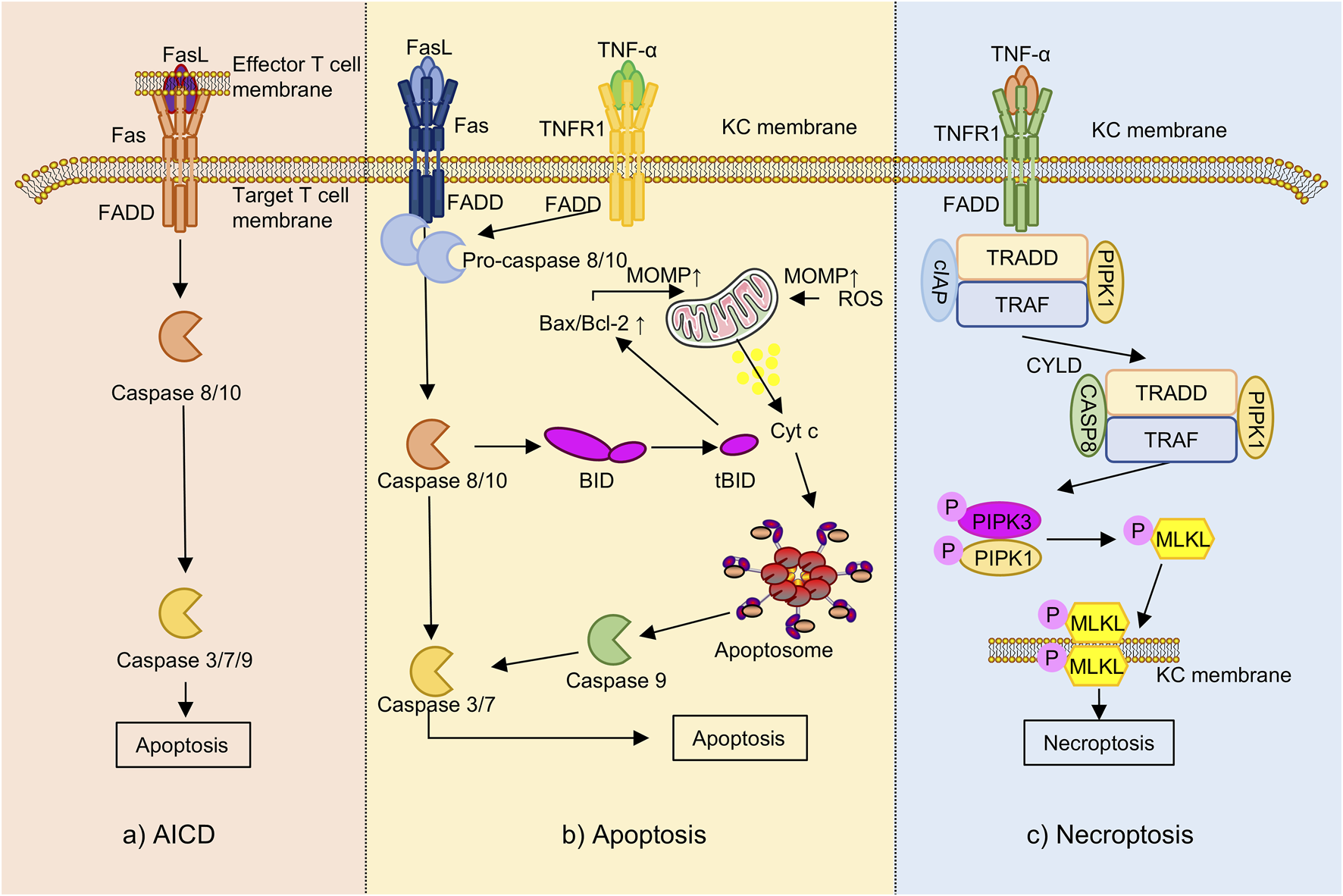 Diagram showing three cellular processes: AICD, apoptosis, and necroptosis. AICD involves FasL, Fas, FADD, caspases 8/10 and 3/7/9 leading to apoptosis. Apoptosis pathway involves Fas/TNF-α, TNFR1, caspases, BID, mitochondrial MOMP, ROS, and apoptosome. Necroptosis involves TNF-α, TNFR1, TRADD, TRAF, PIPK1, PIPK3, and MLKL leading to necroptosis. Each process occurs at a cell membrane, with molecular interactions depicted.